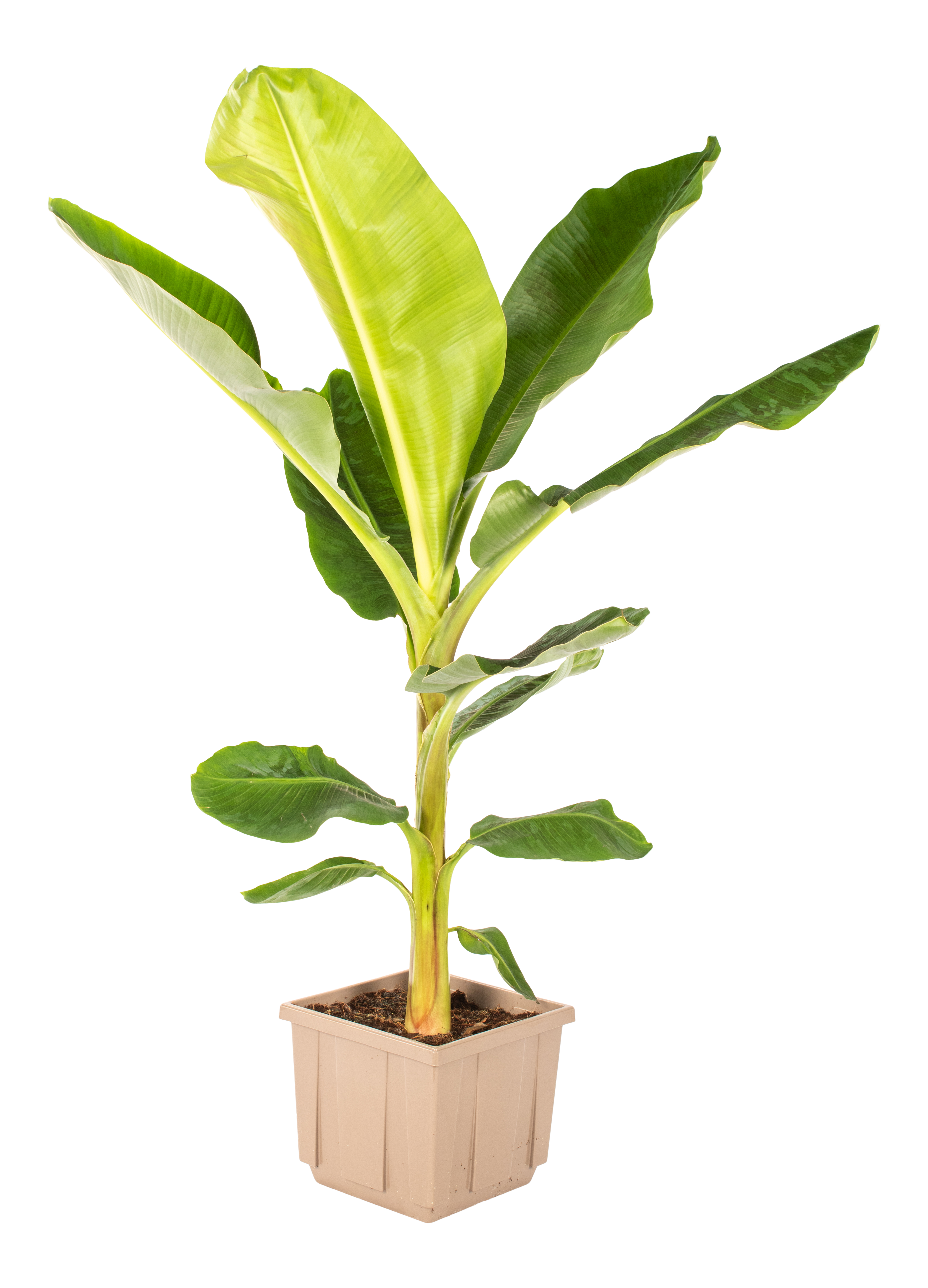 Bananowiec Musa Dwarf Cavandish 140 cm
