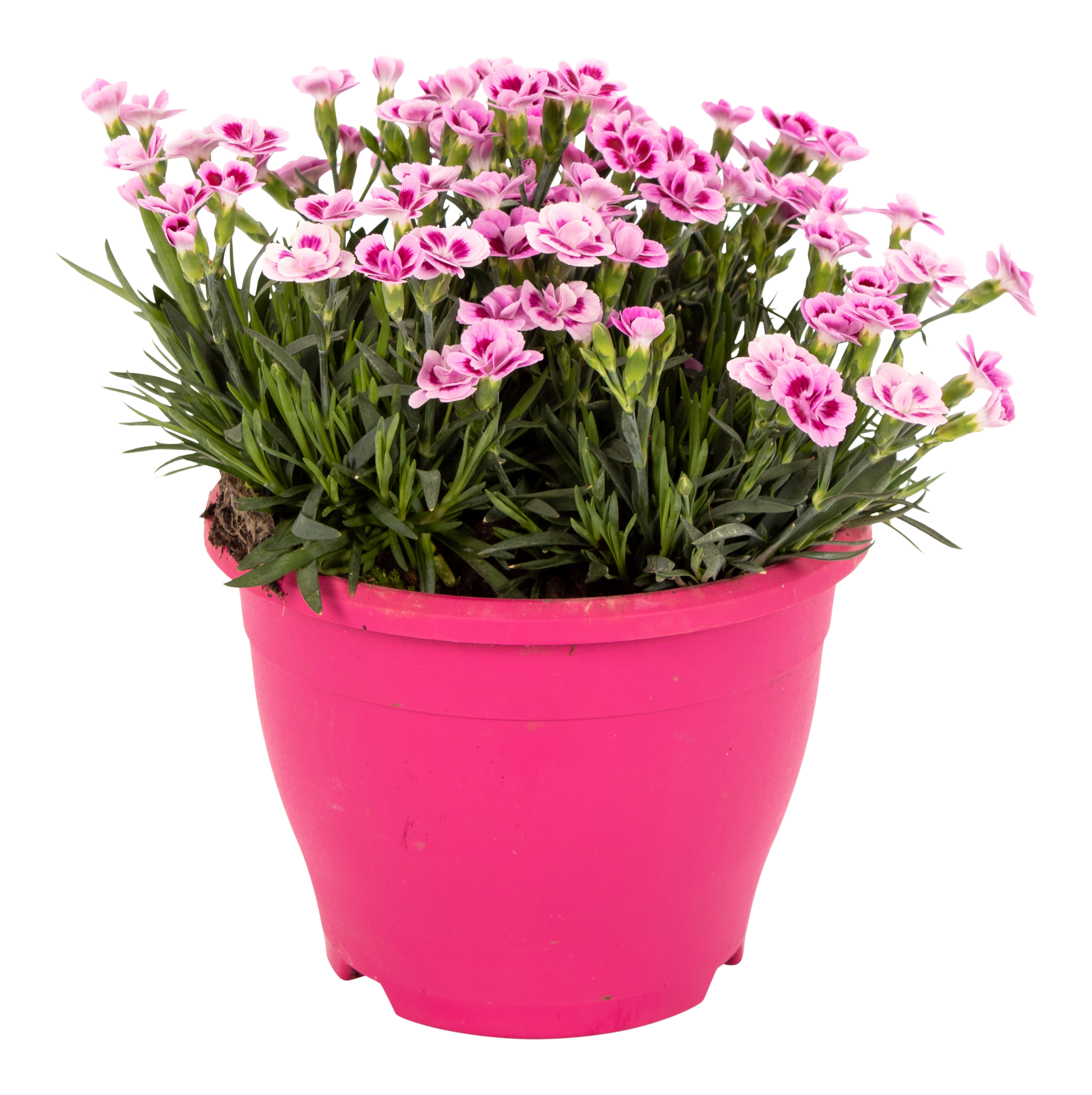 Goździk Pink Kisses 28 cm