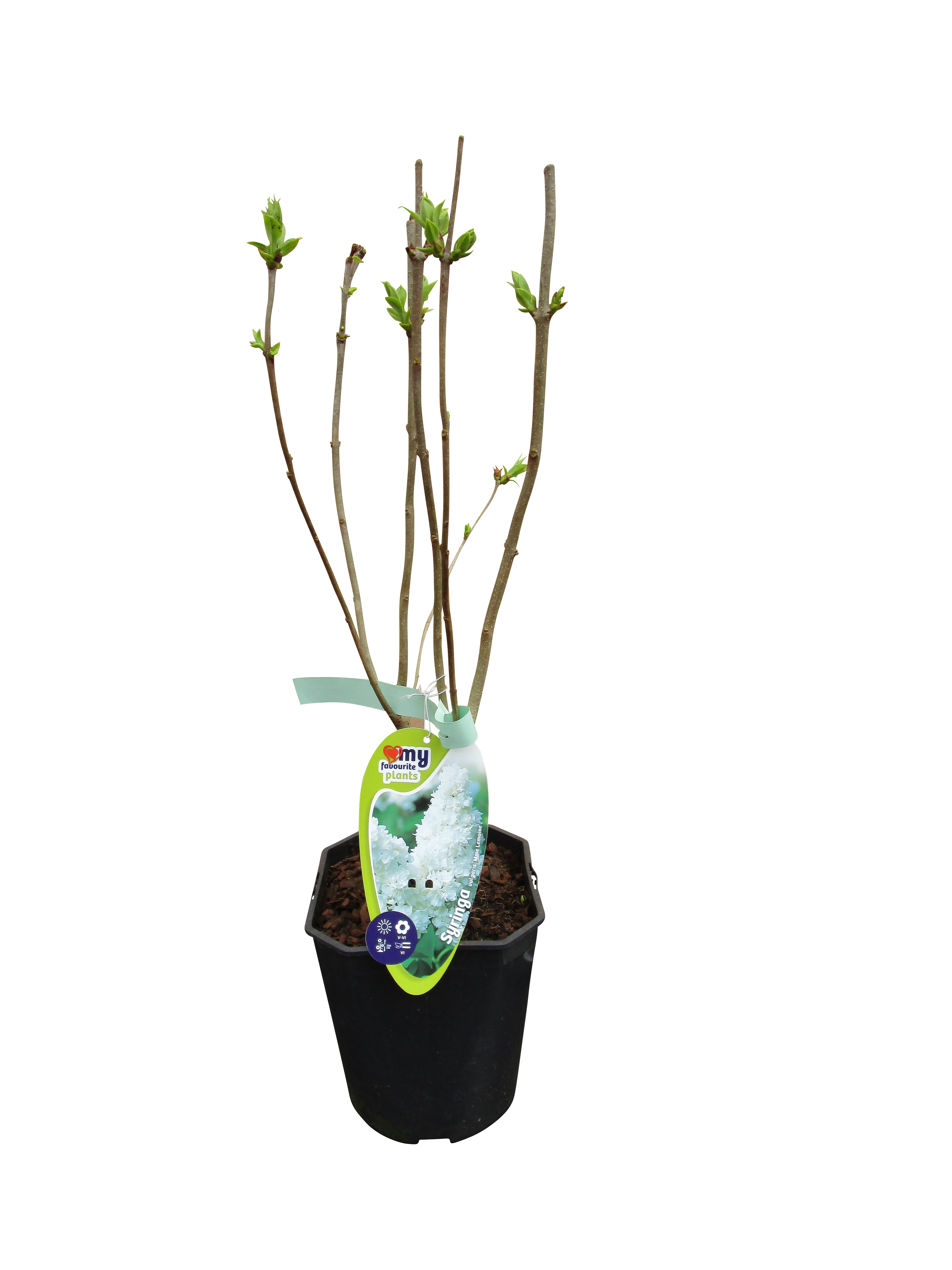 Lilak pospolity Bez mix 50 cm