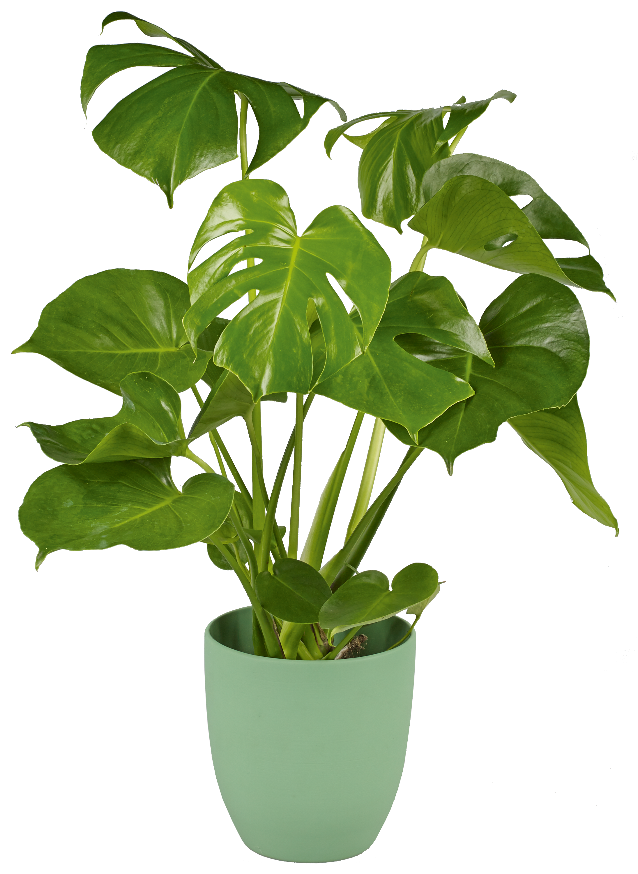 Monstera dziurawa łac. deliciosa 60 cm - 4