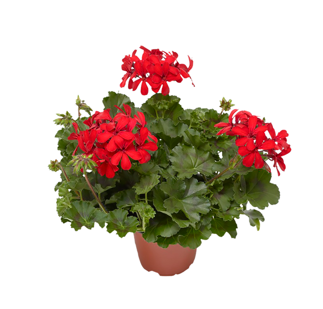 Pelargonia bluszczolistna 'Super Cascade'  25 cm