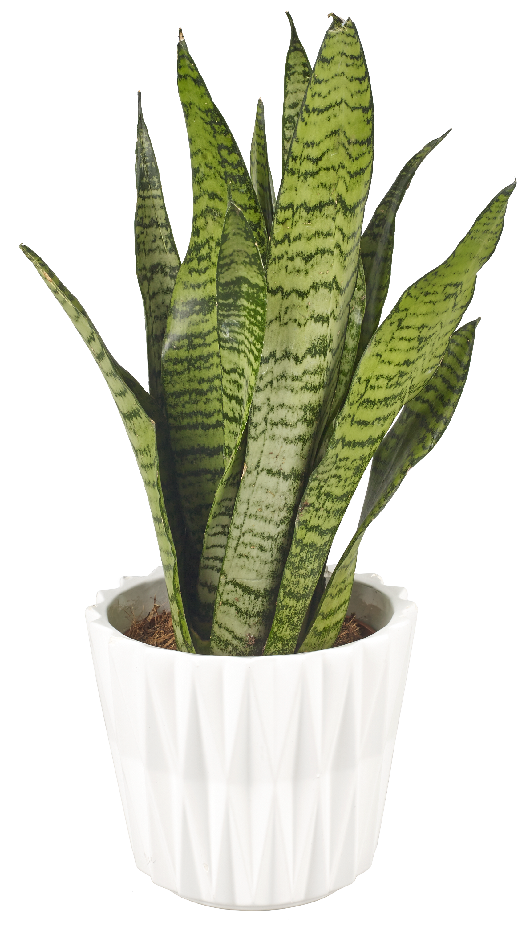 Sansewieria gwinejska mix 40 cm