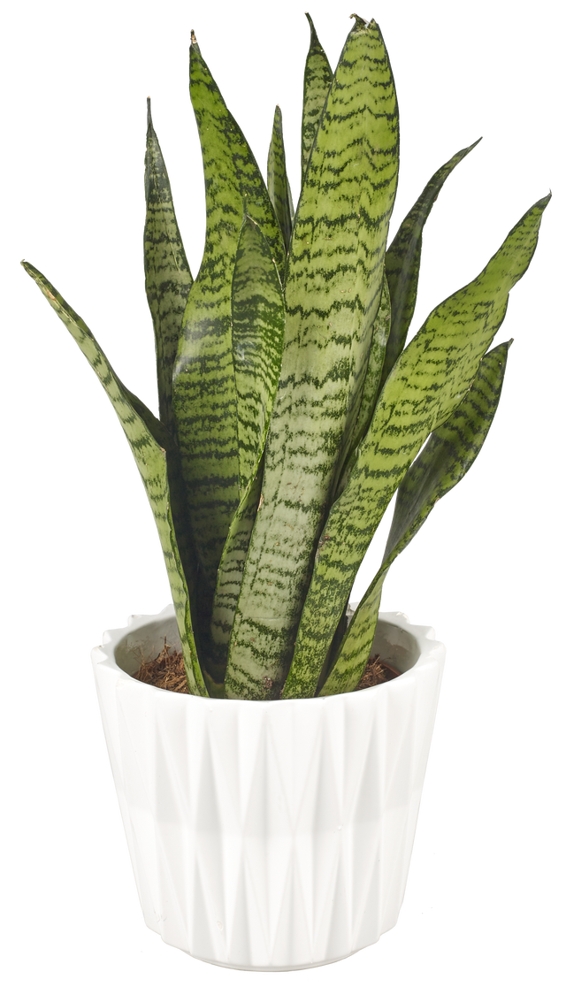 Sansewieria gwinejska mix 40 cm