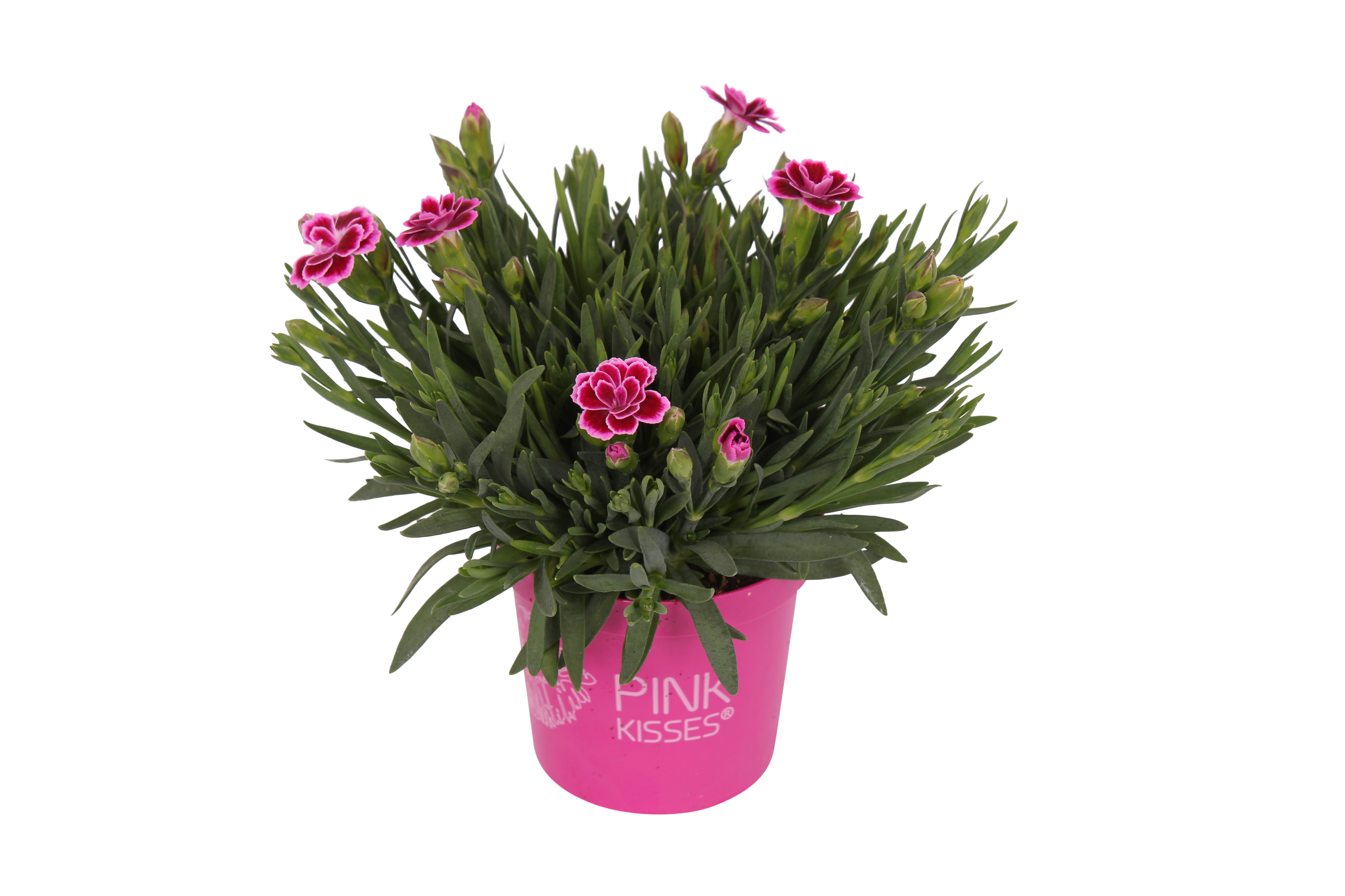 Goździk Pink Kisses 10-15 cm