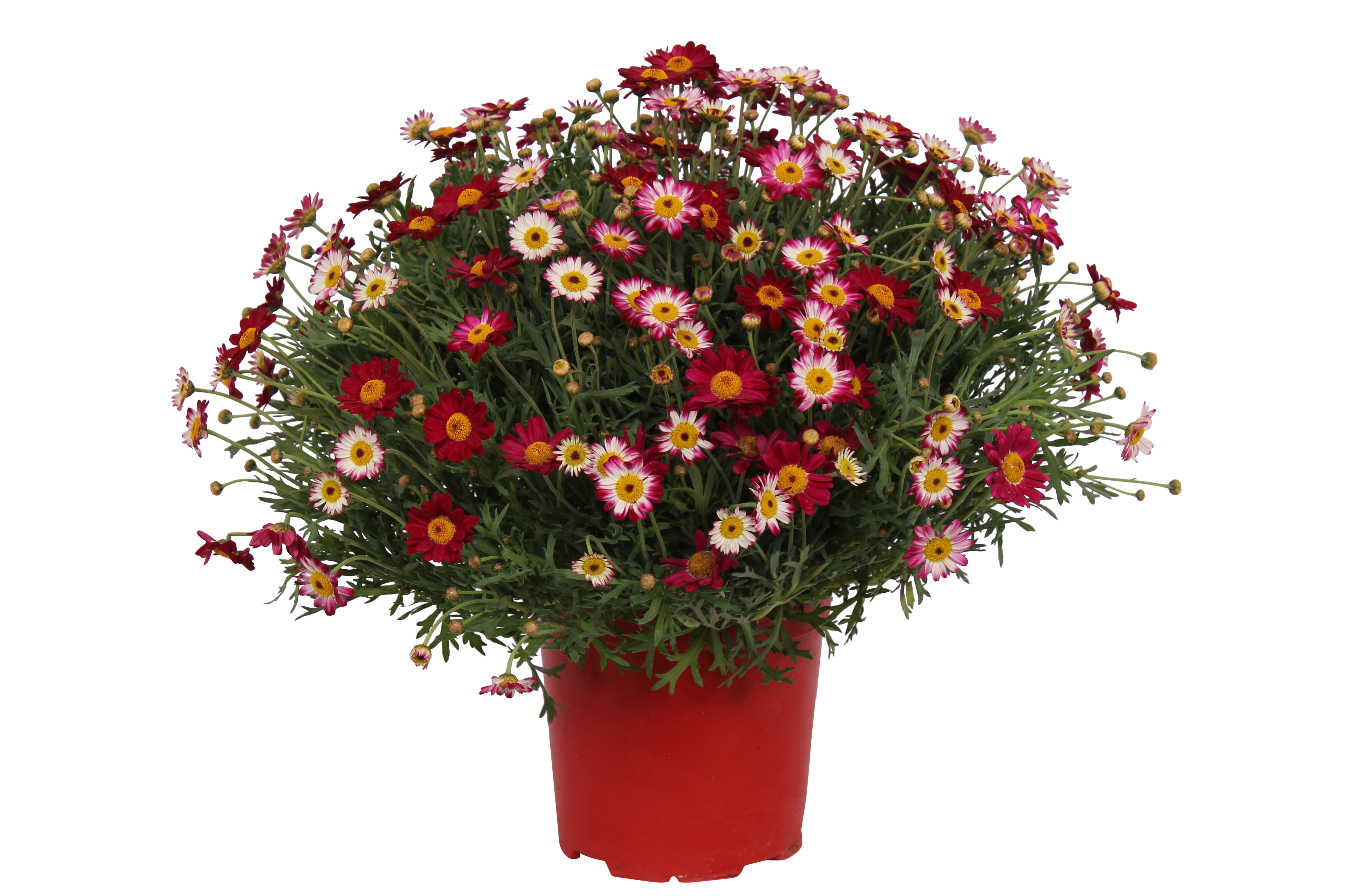 Margerytka Złocień krzewiasty mix 25-30 cm