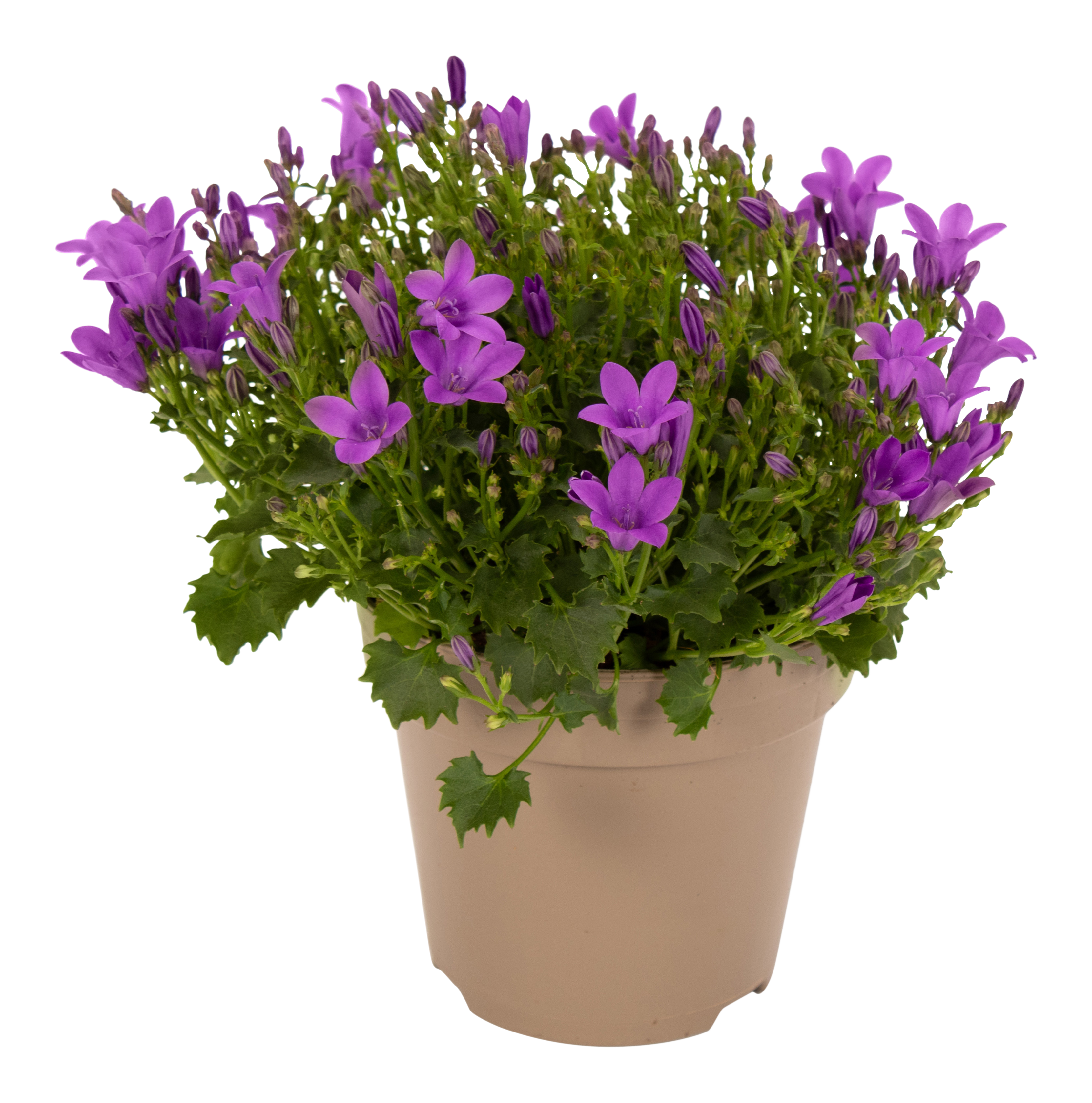 Dzwonek dalmatyński Intense Purple 25cm mix