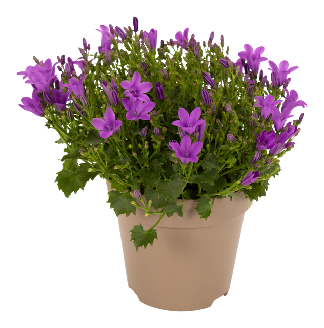 Dzwonek dalmatyński Intense Purple 25cm mix