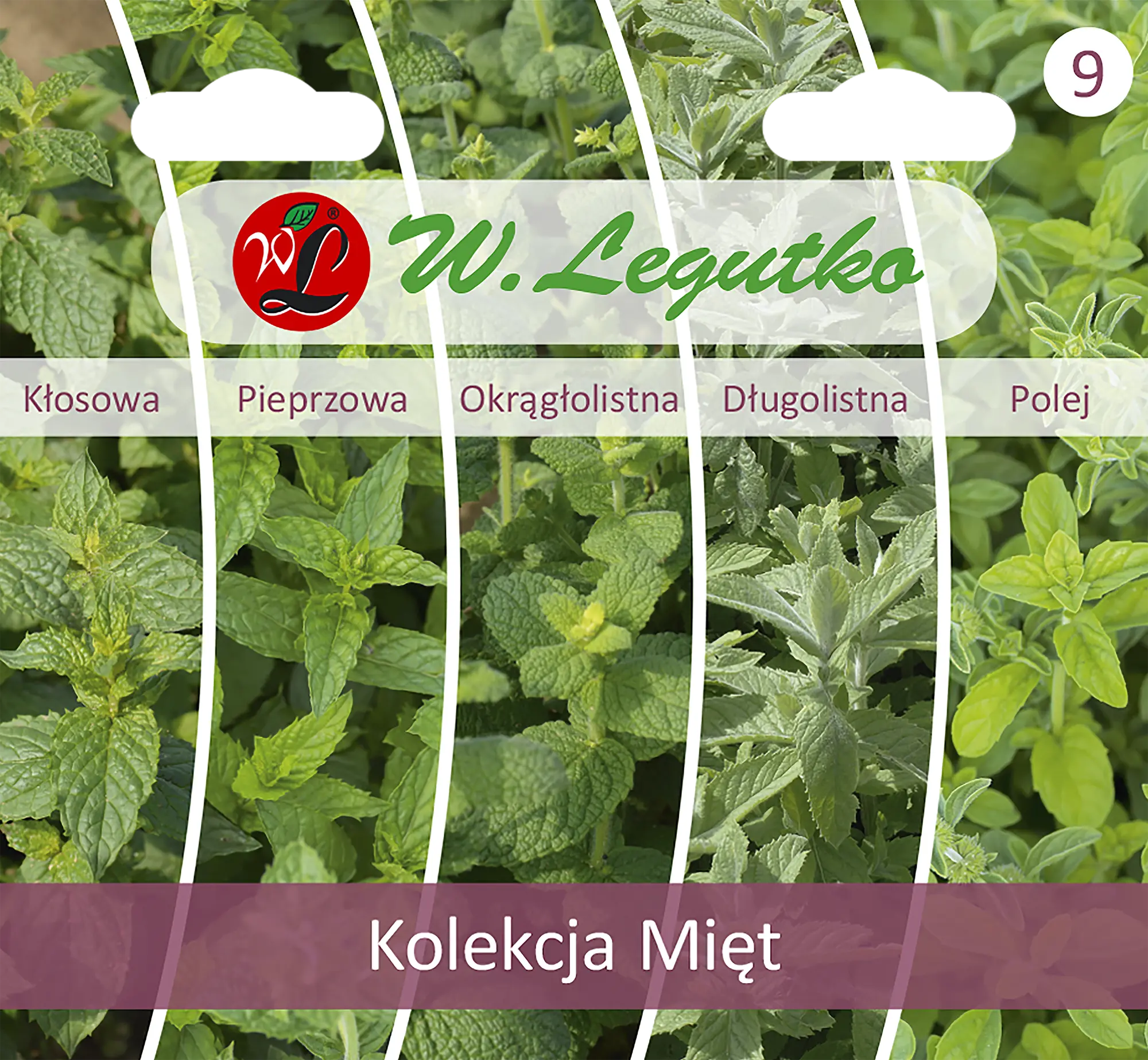 Mięta kolekcja nasion tradycyjnych W.Legutko
