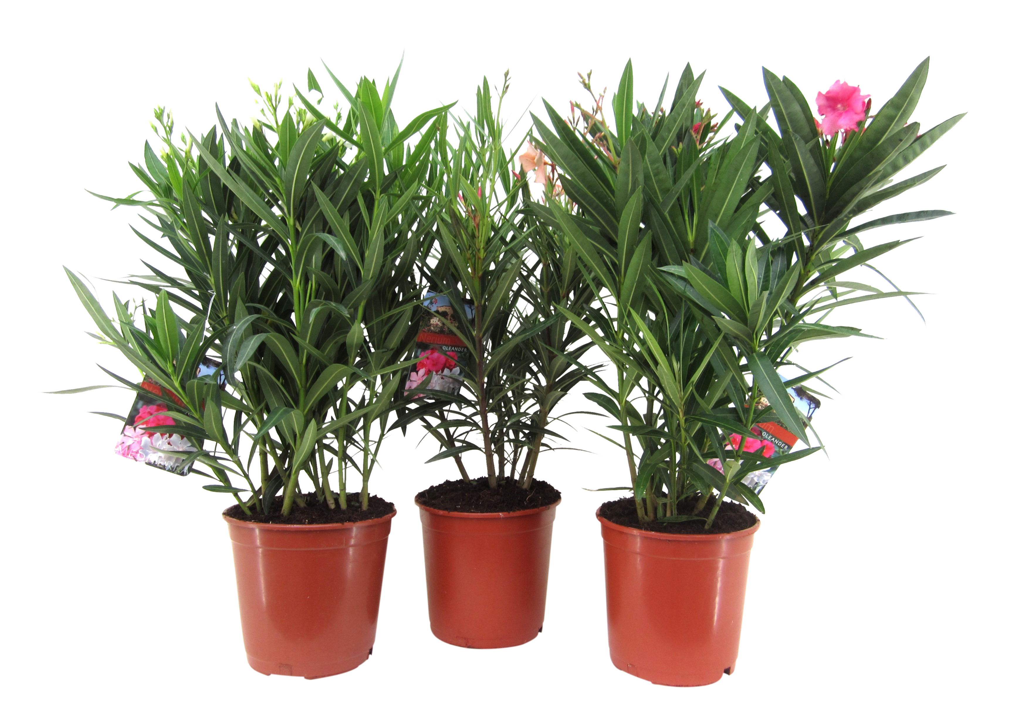 Oleander mix 65-75 cm