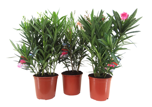 Oleander mix 65-75 cm