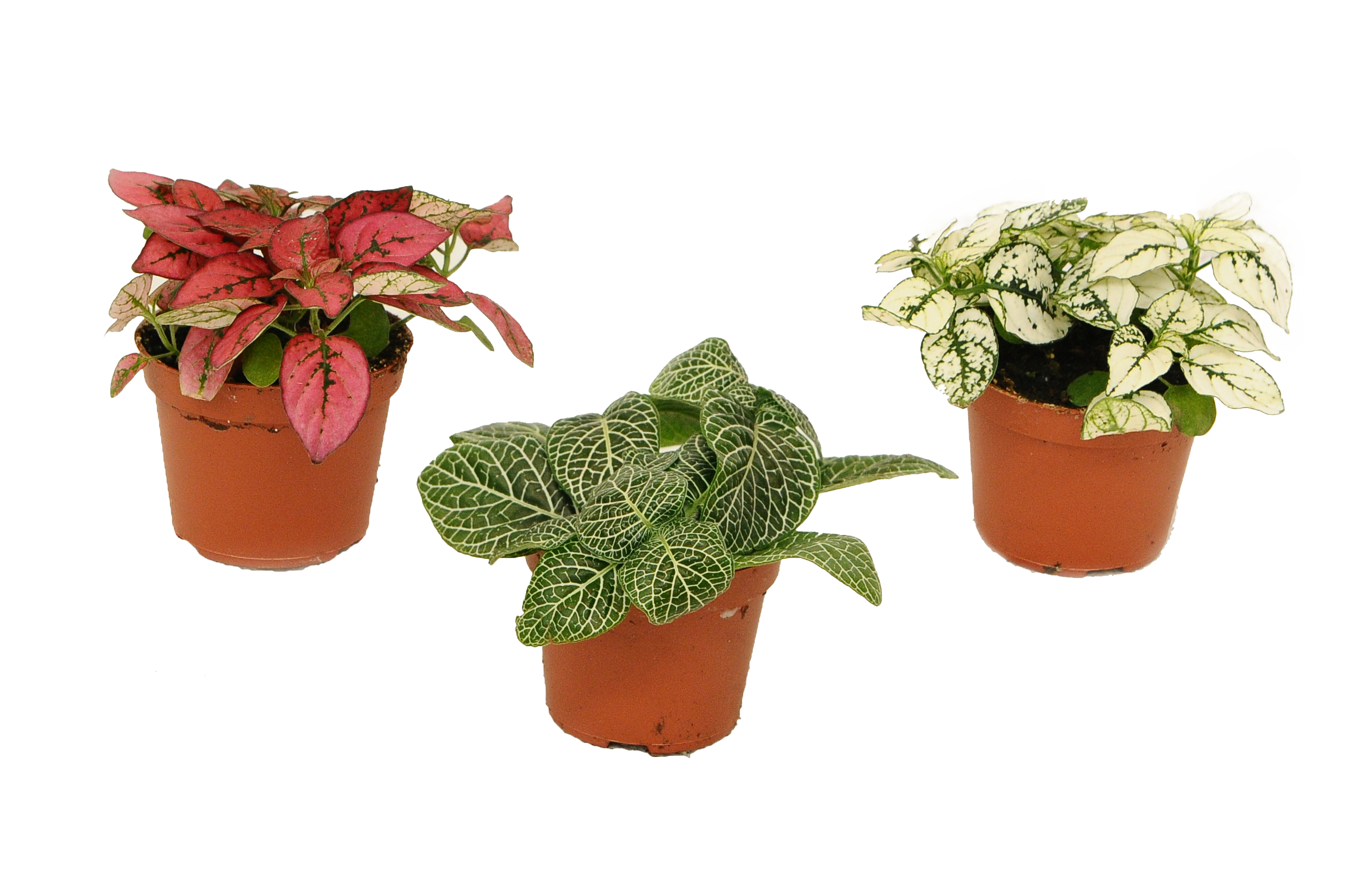 Fitonia mix 10 cm