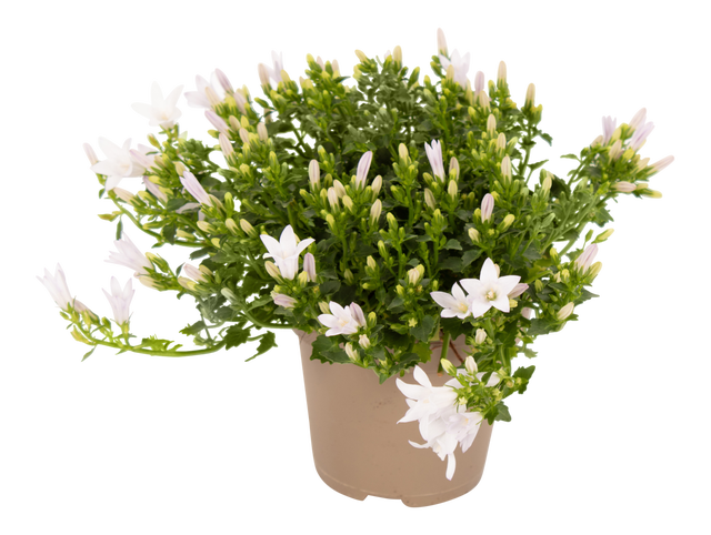 Dzwonek dalmatyński White 22cm mix