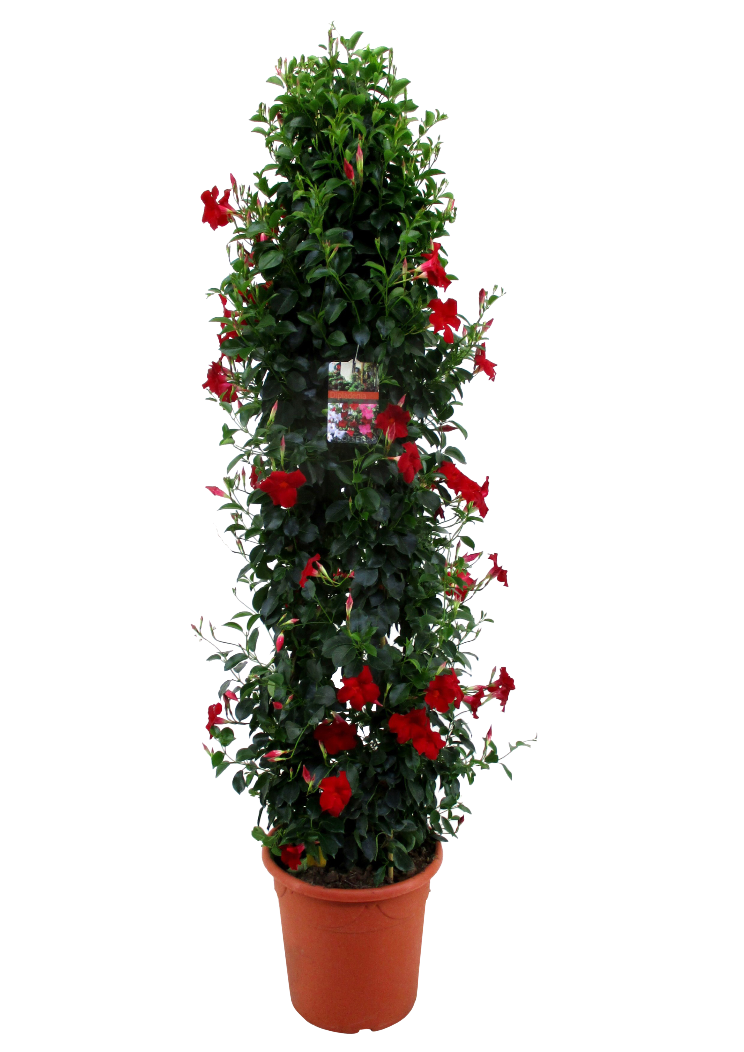 Dipladenia mix 145 - 155 cm