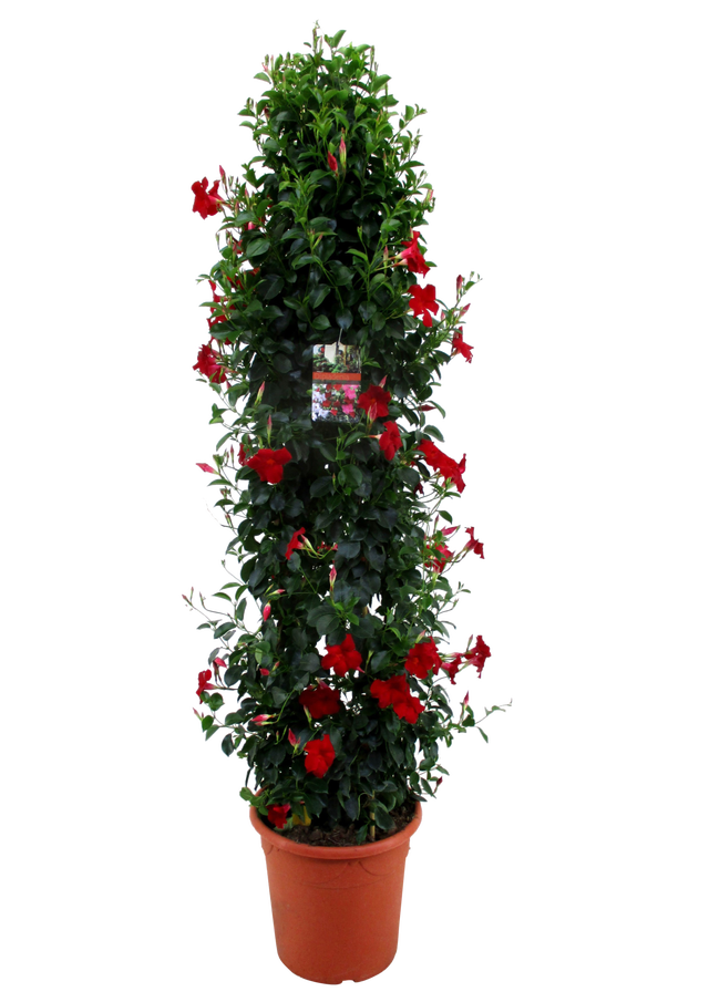Dipladenia mix 145 - 155 cm