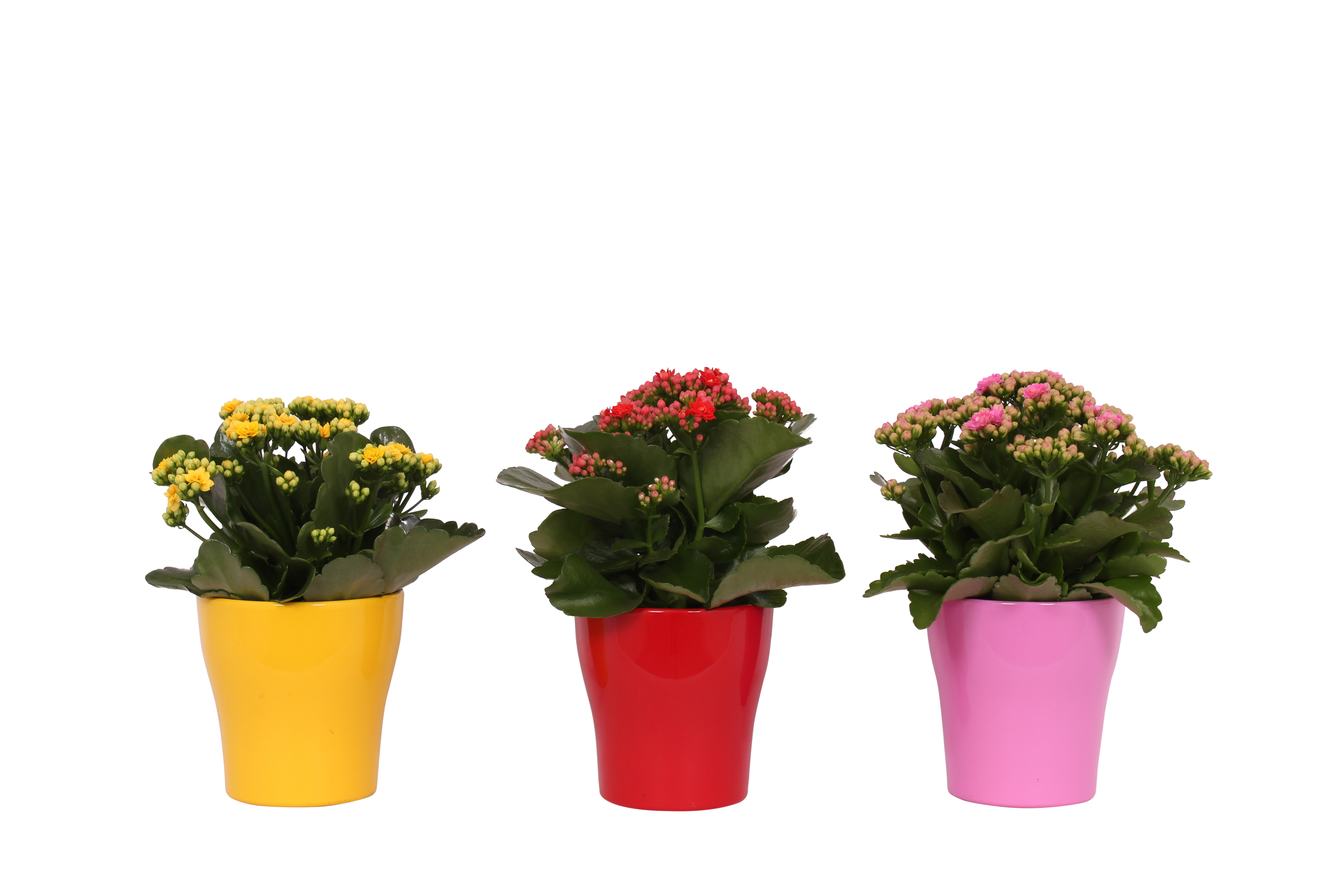 Żyworódka Kalanchoe mix 25-32cm