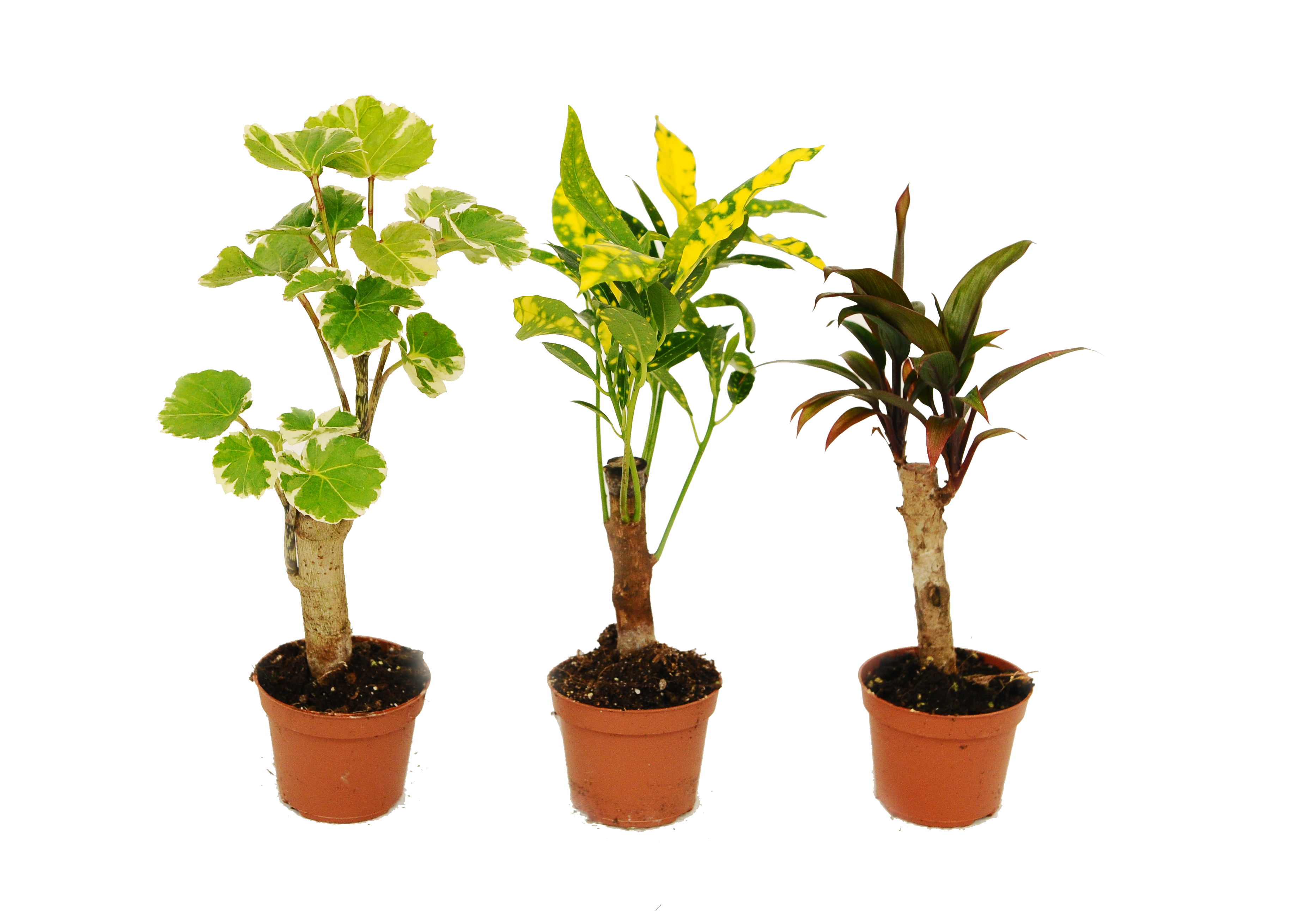 Rośliny zielone na pniu mix 10 cm
