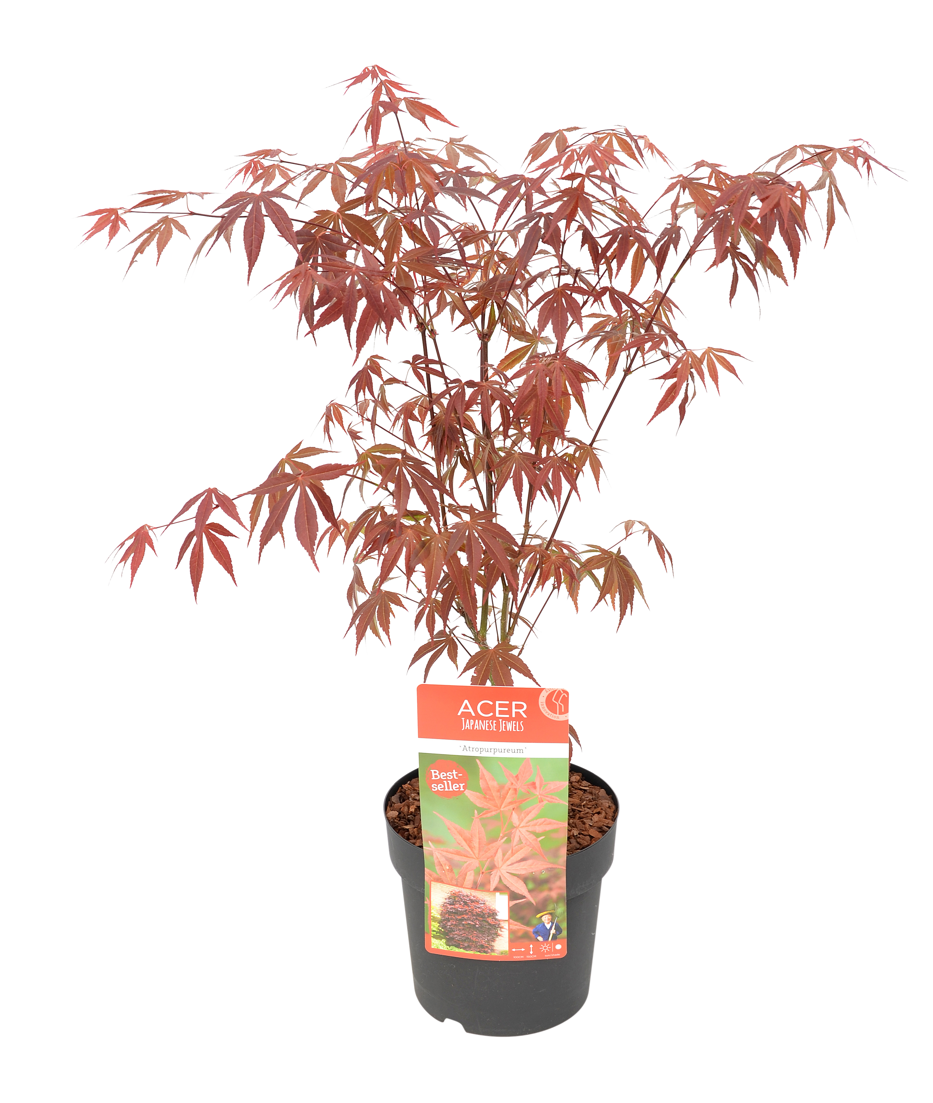 Klon palmowy mix 50-60 cm