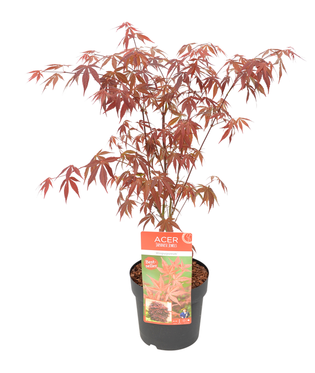 Klon palmowy mix 50-60 cm