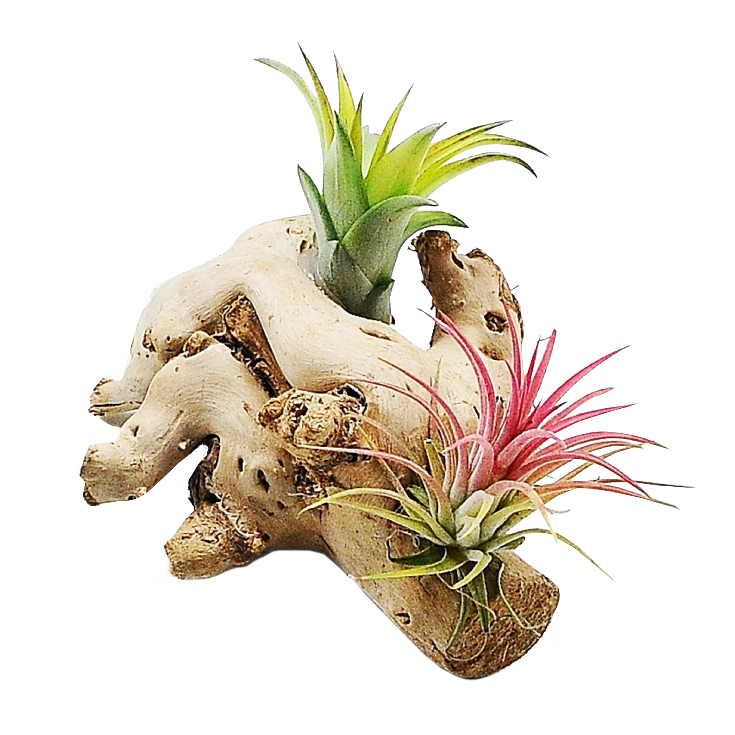 Oplątwa Tillandsia 10 cm na pniu