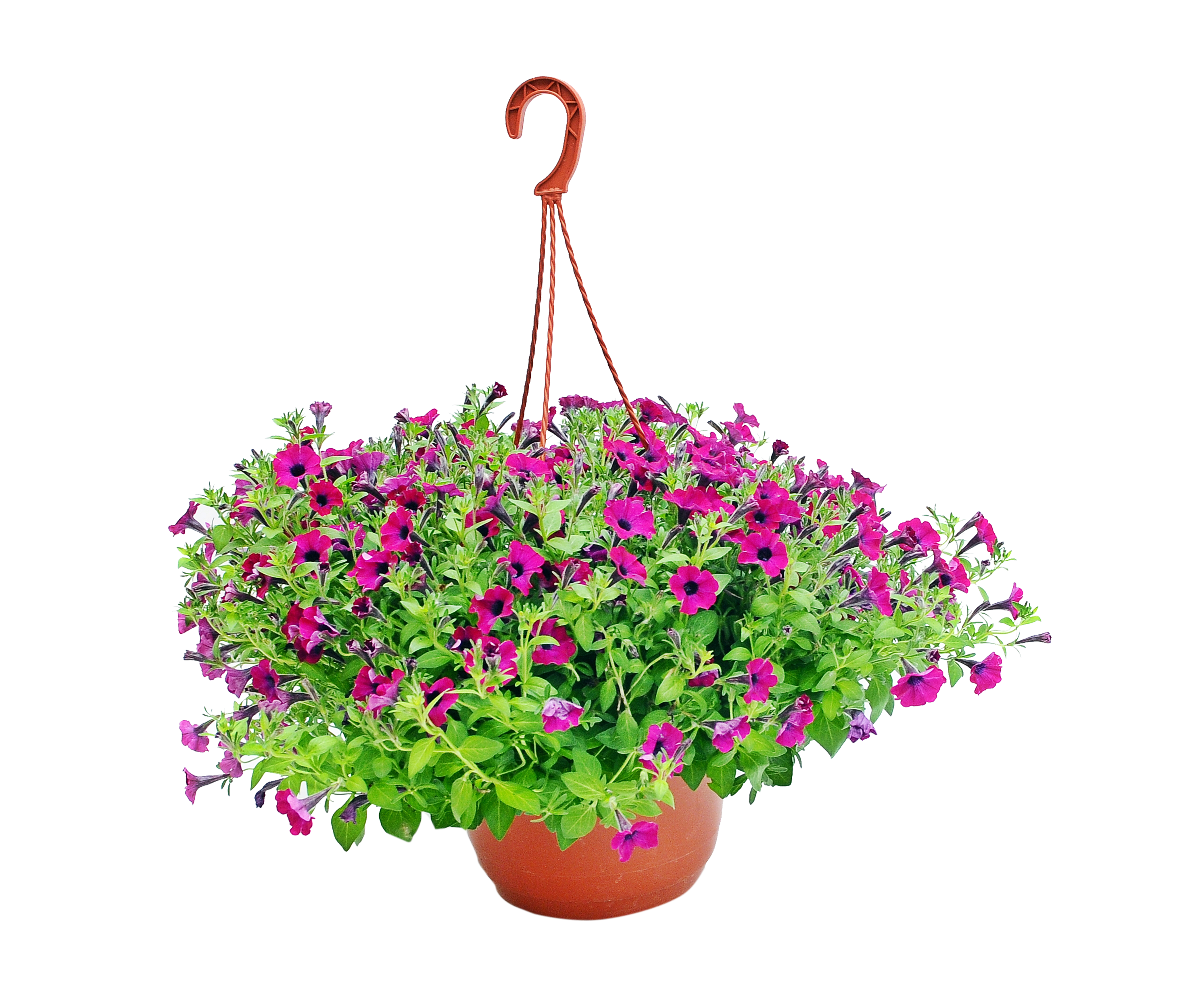 Calibrachoa mix 50 cm