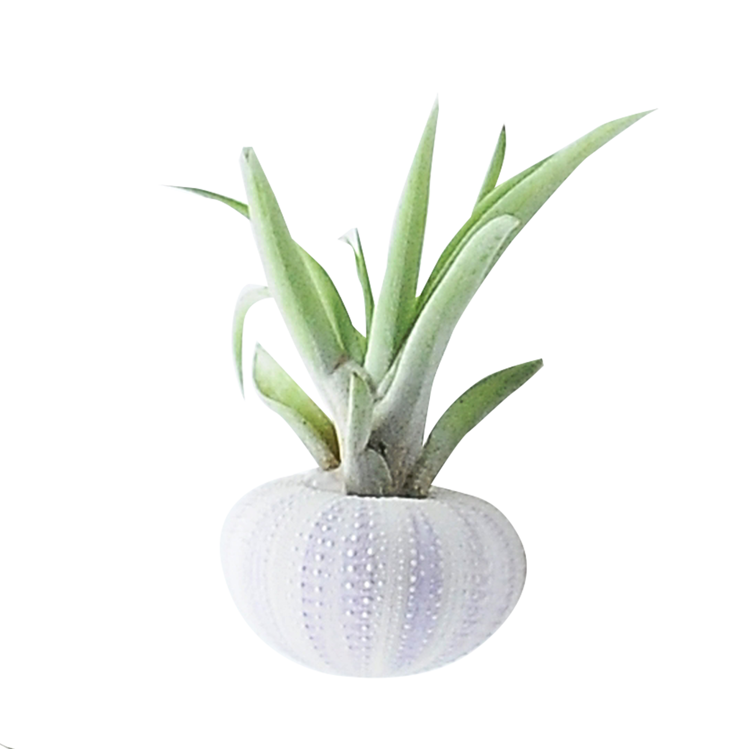 Oplątwa (Tillandsia) w muszli z zawieszką 7 cm