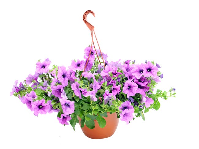 Surfinia mix 50 cm 82273182
