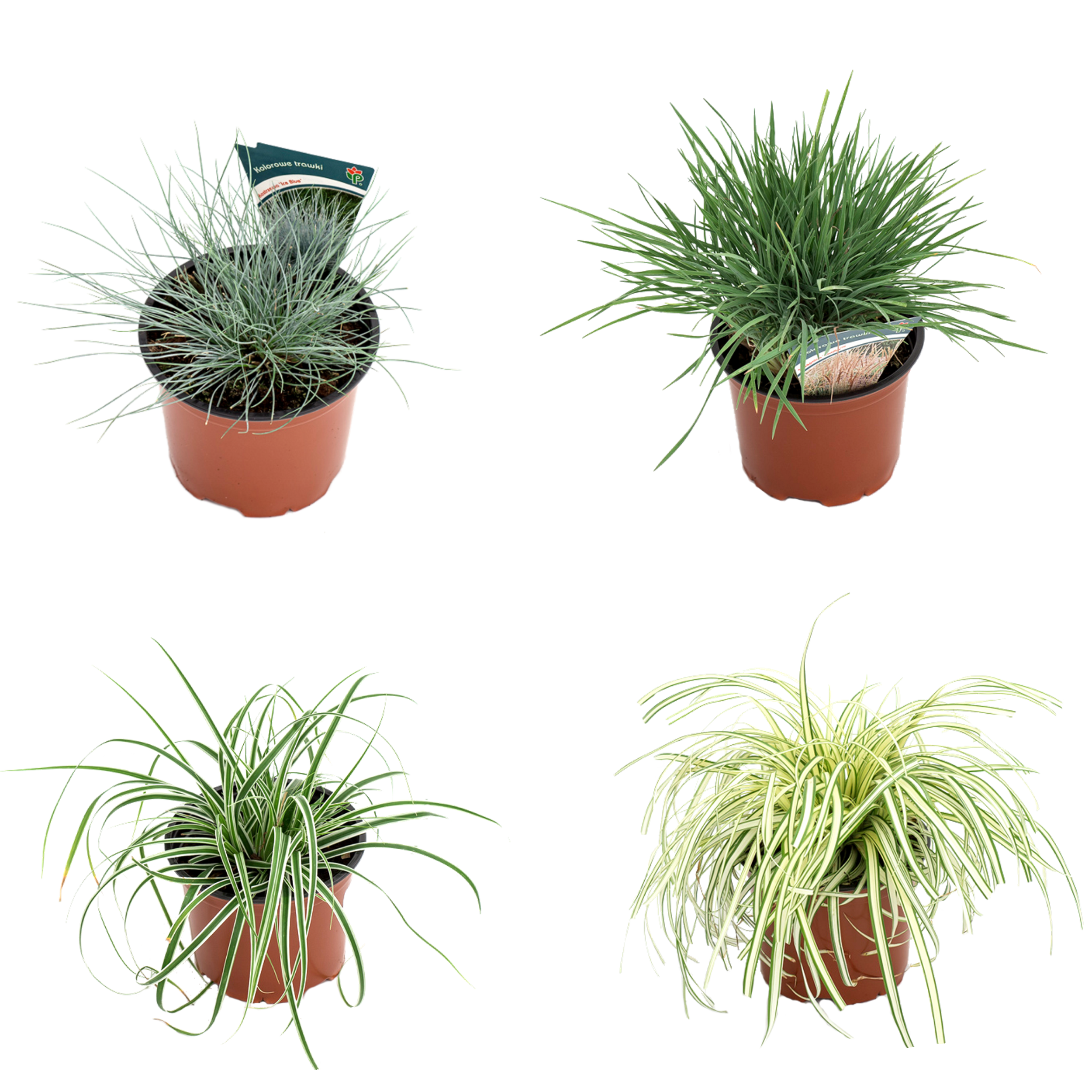 Trawa ozdobna mix 20-30 cm
