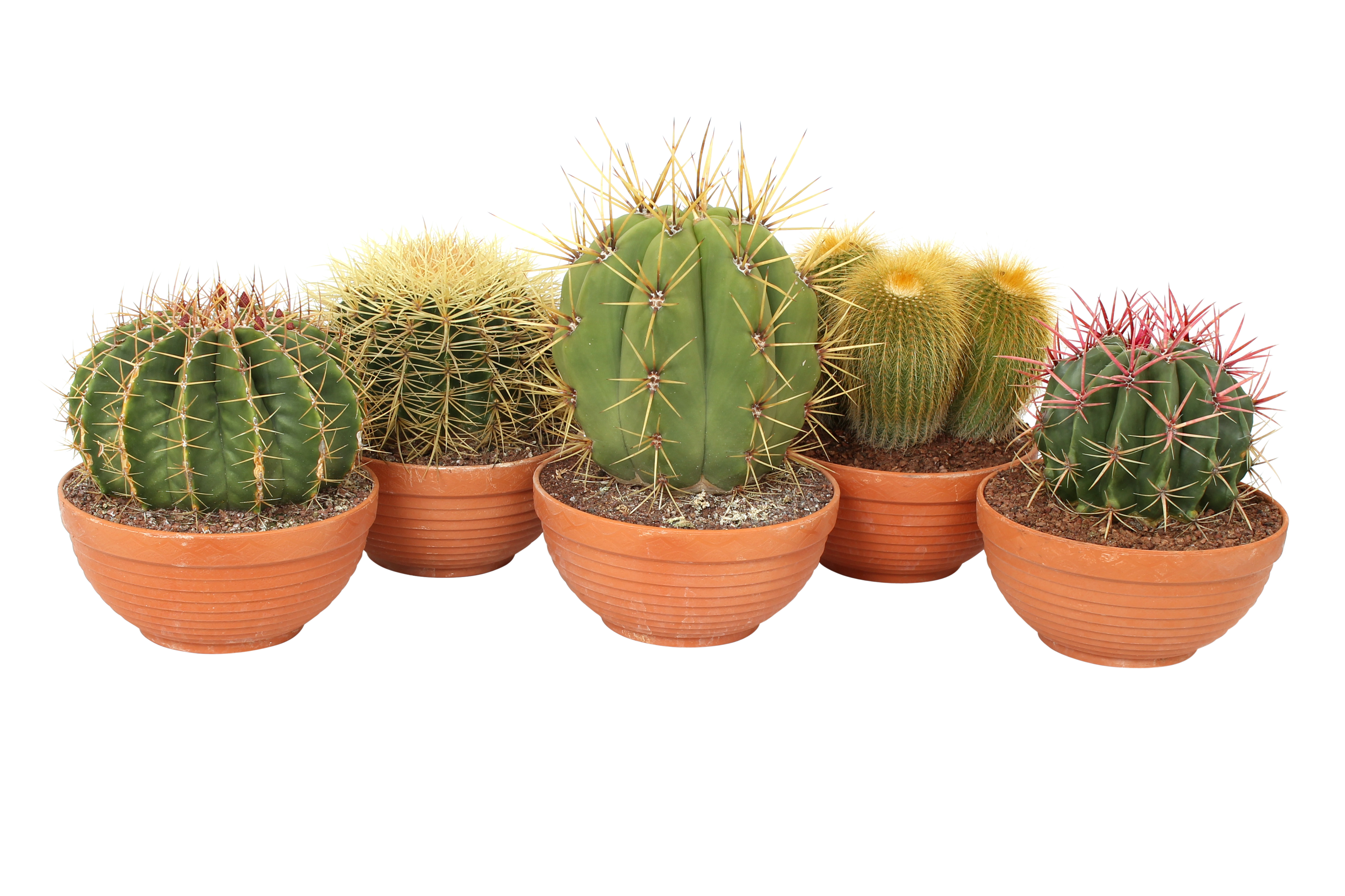 Kaktus Canarias 20-25 cm misa