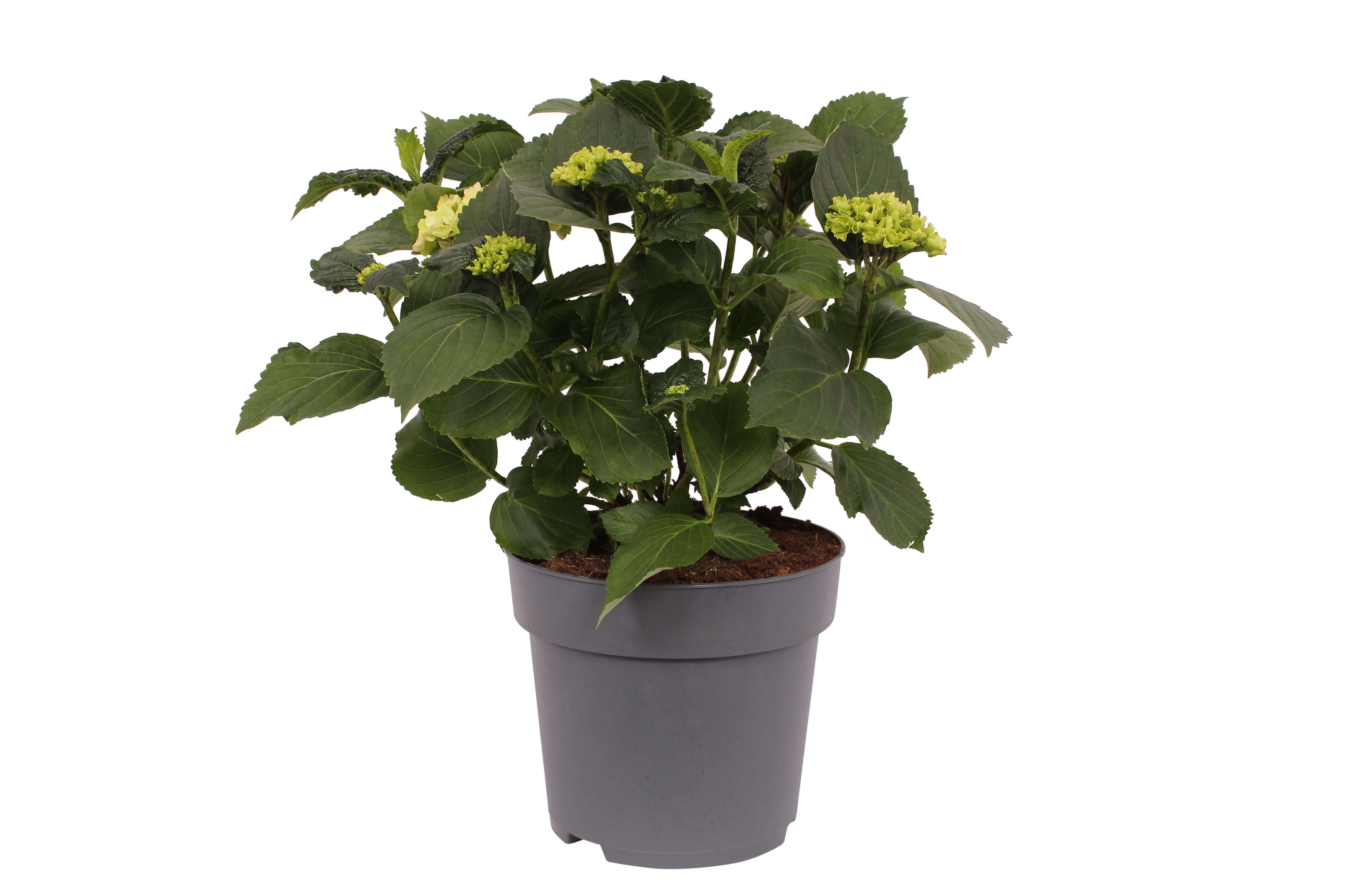 Hortensja ogrodowa 30-40 cm