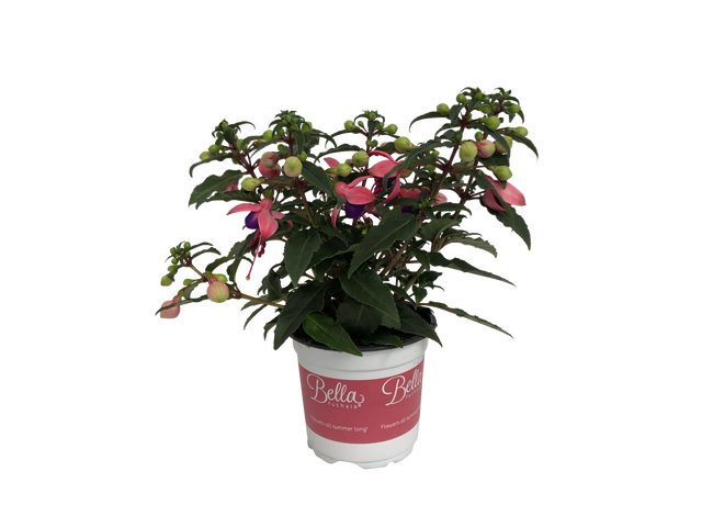 Fuksja mix 10 - 20 cm