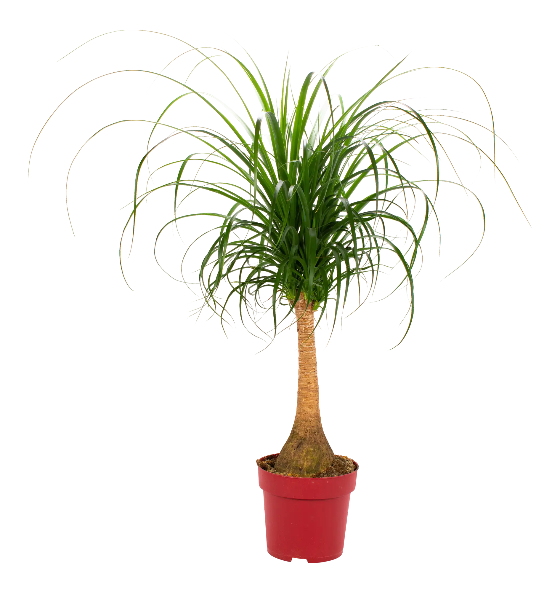 Nolina wygięta Beukarnea 110 cm