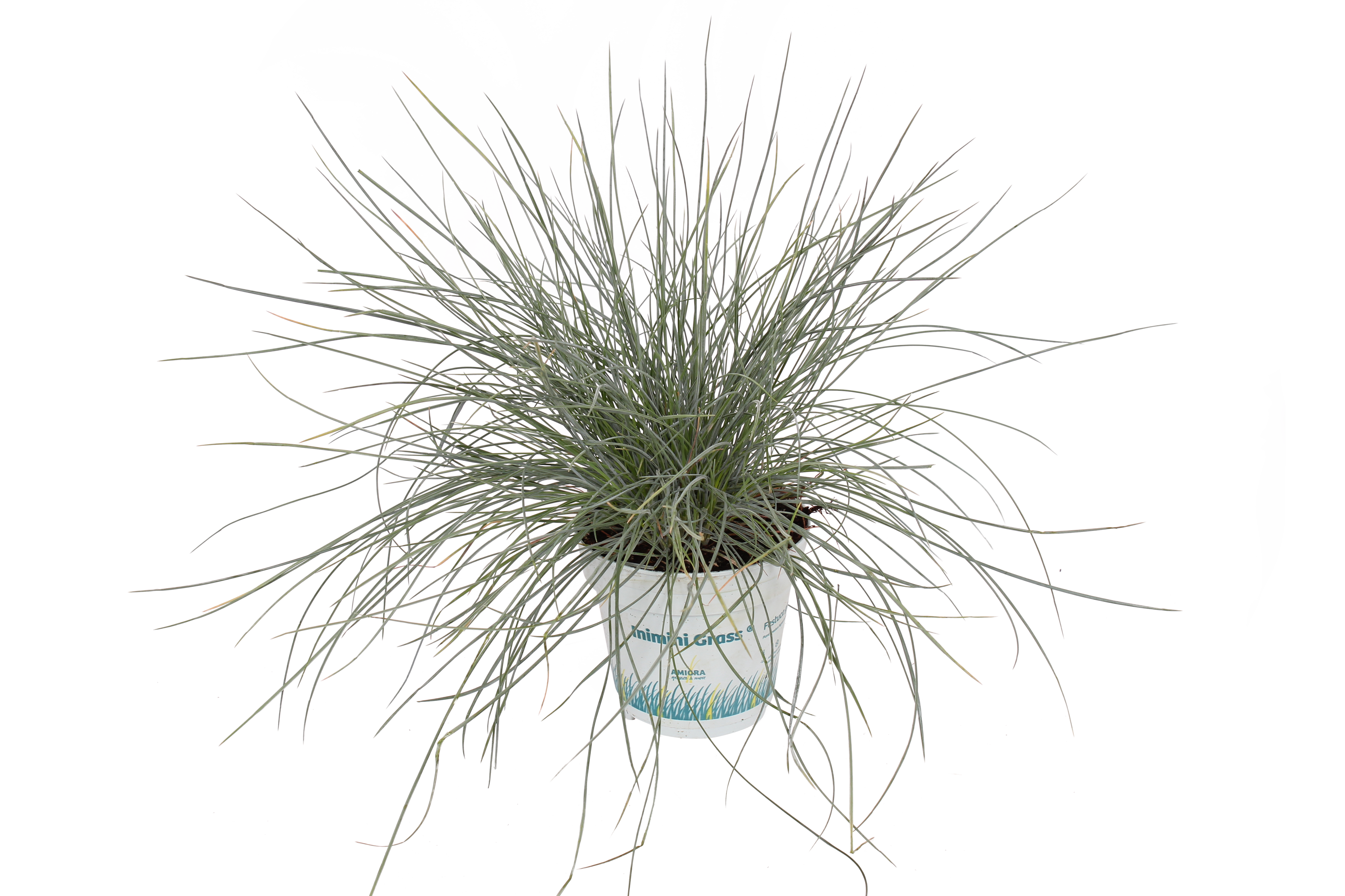 Kostrzewa Compacta blue 20-25 cm