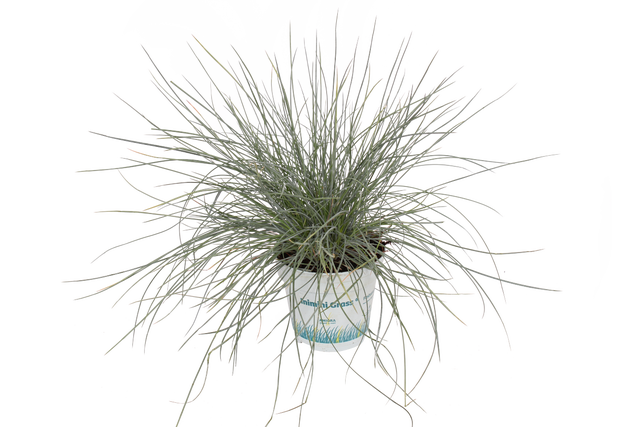 Kostrzewa Compacta blue 20-25 cm