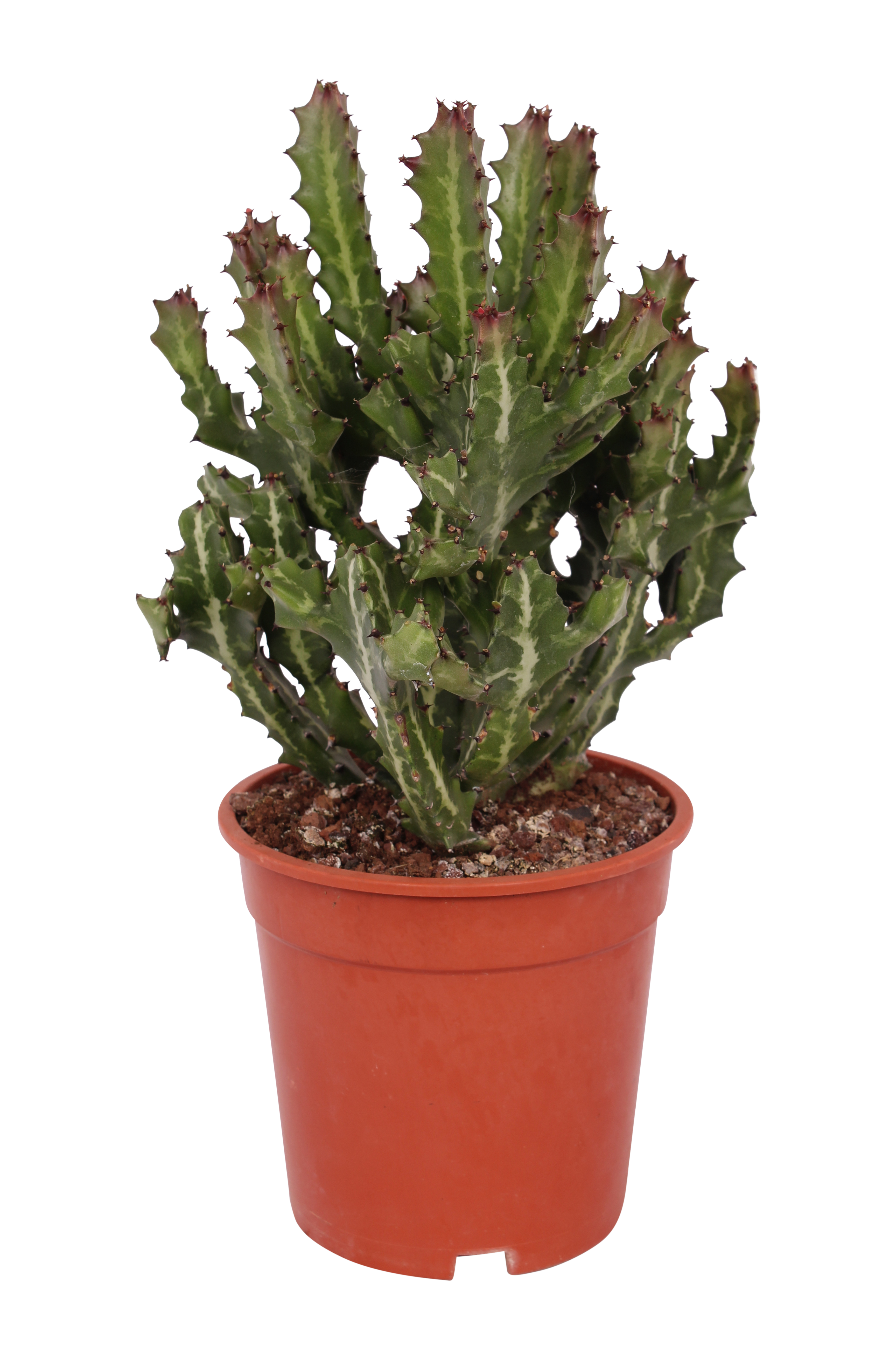 Wilczomlecz Euphorbia Trichona 40-55 cm