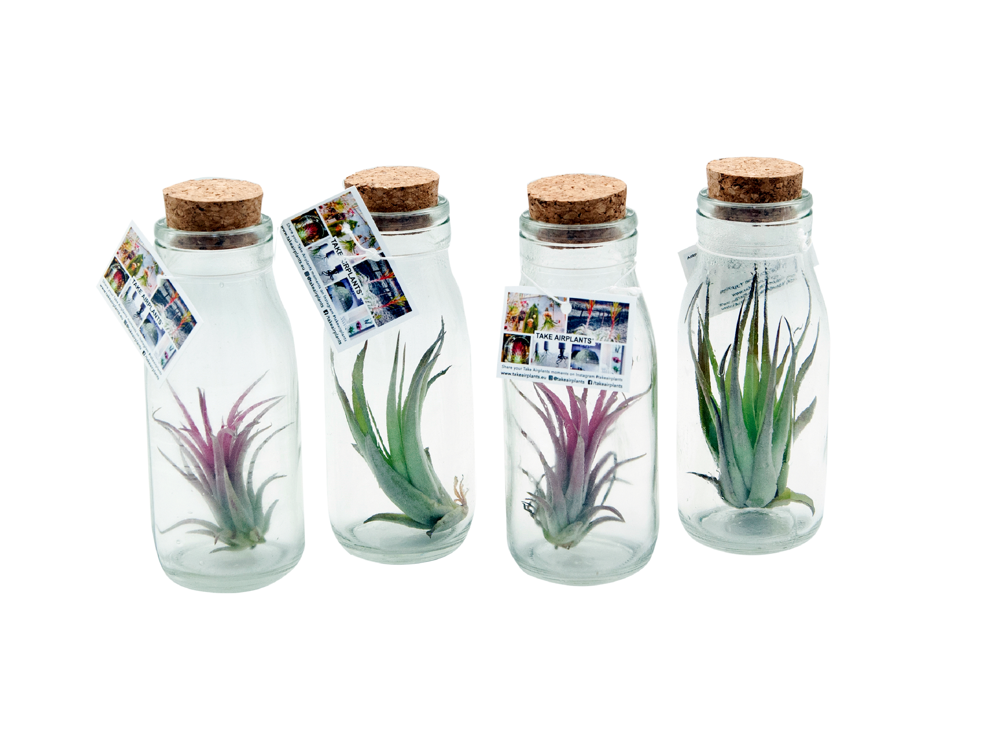 Oplątwa Tillandsia w butelce 12 cm