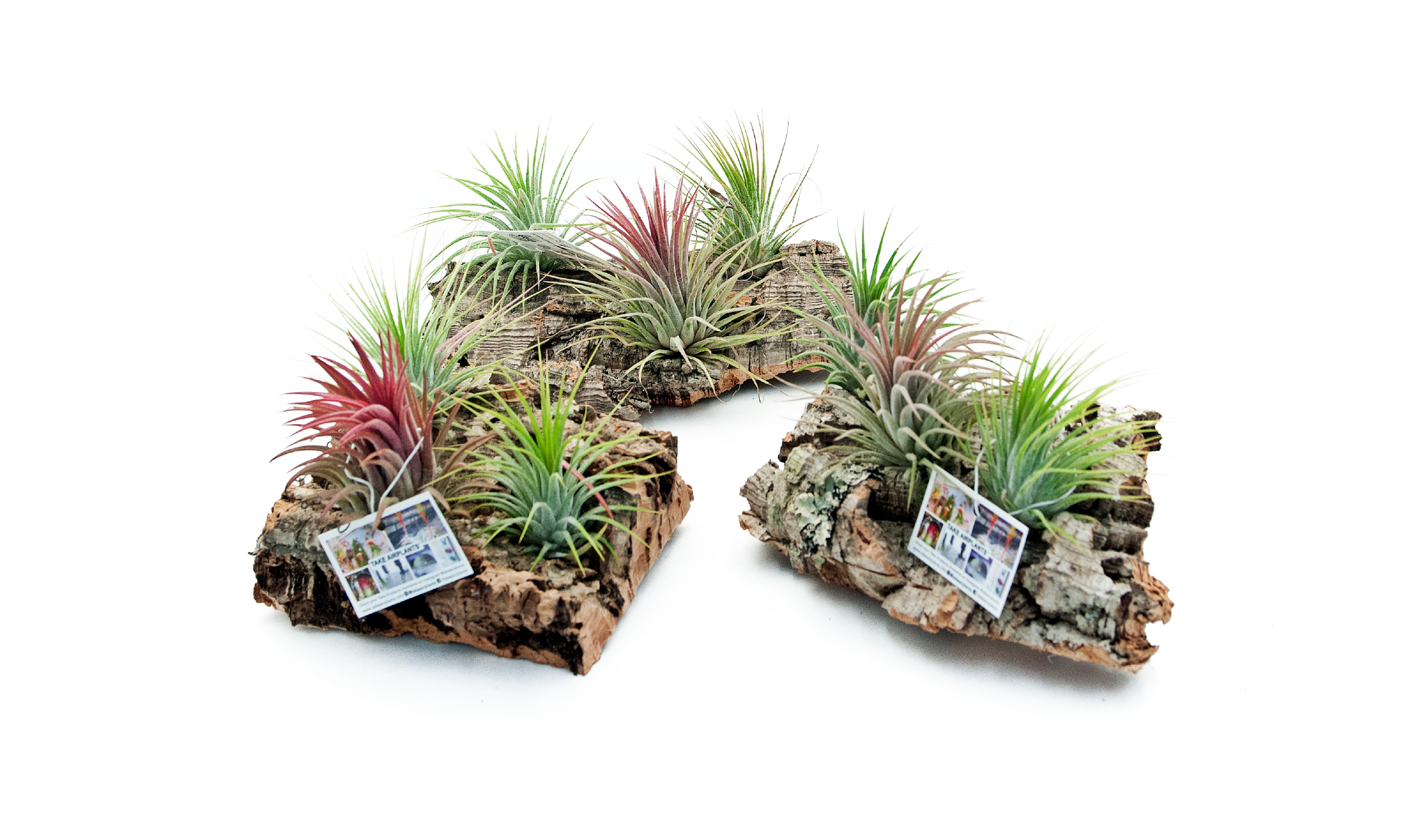 Oplątwa Tillandsia na korze 12.5 cm