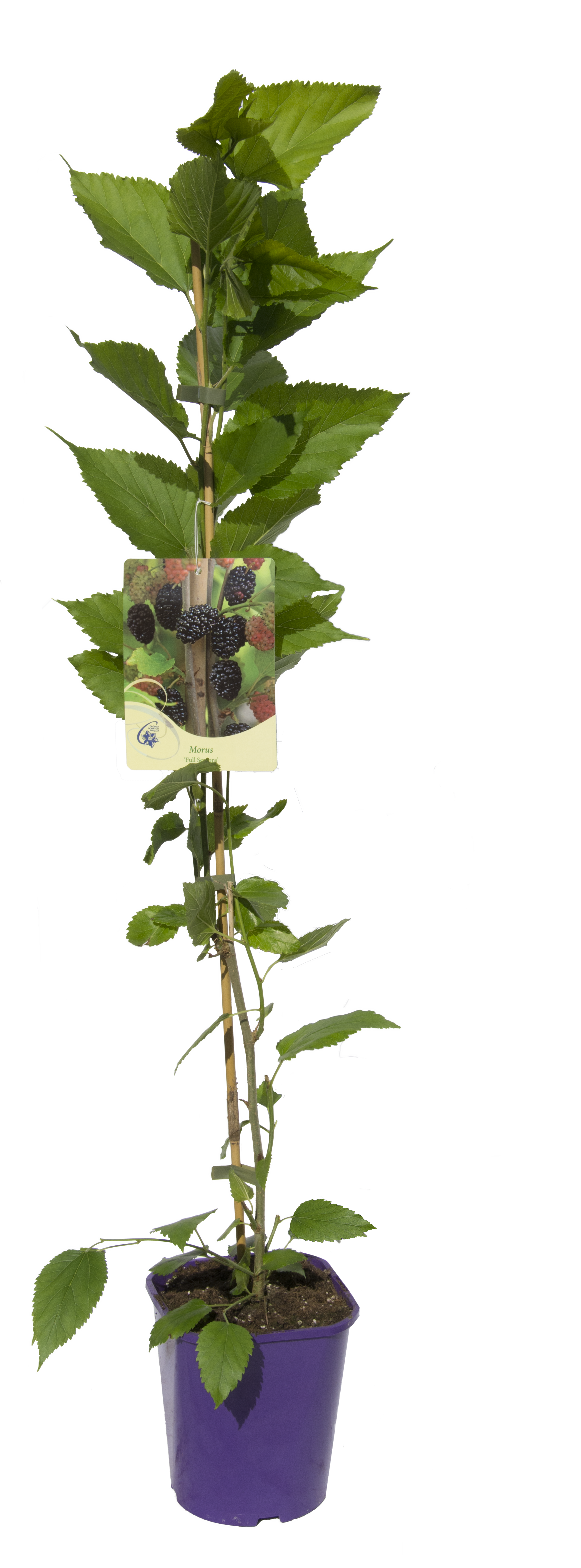 Morwa jadalna mix 90 cm