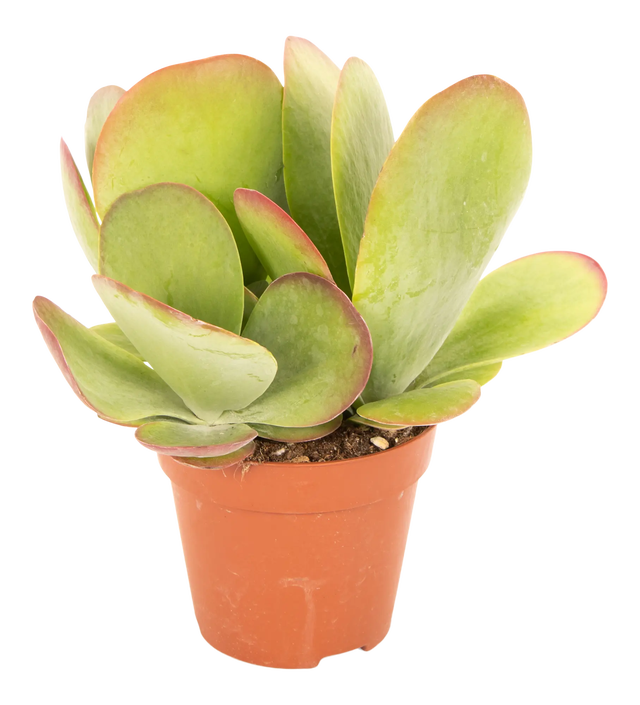 Żyworódka Kalanchoe Thyrsiflora 20 cm