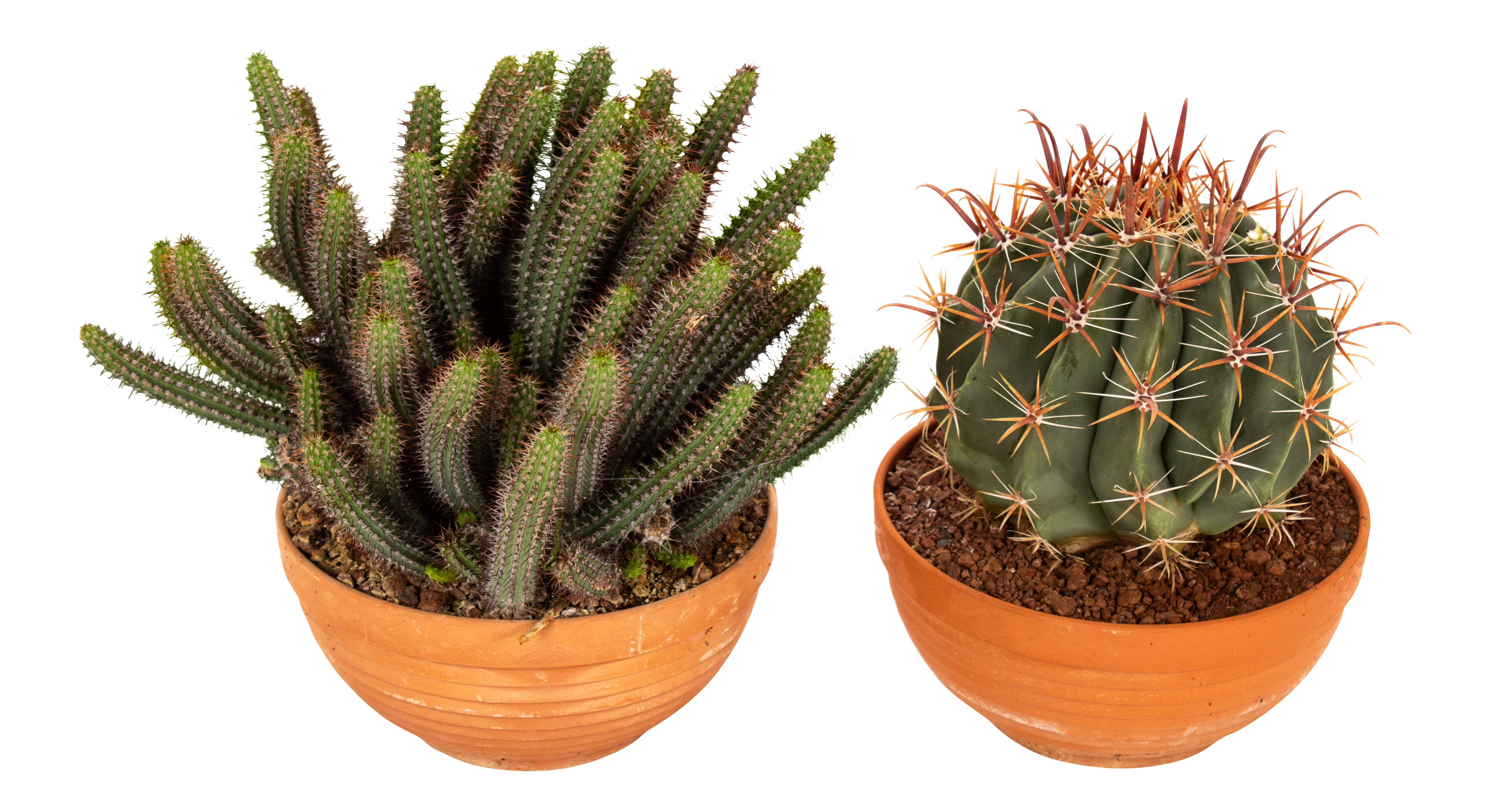 Kaktus mix 30 cm - Leroy Merlin