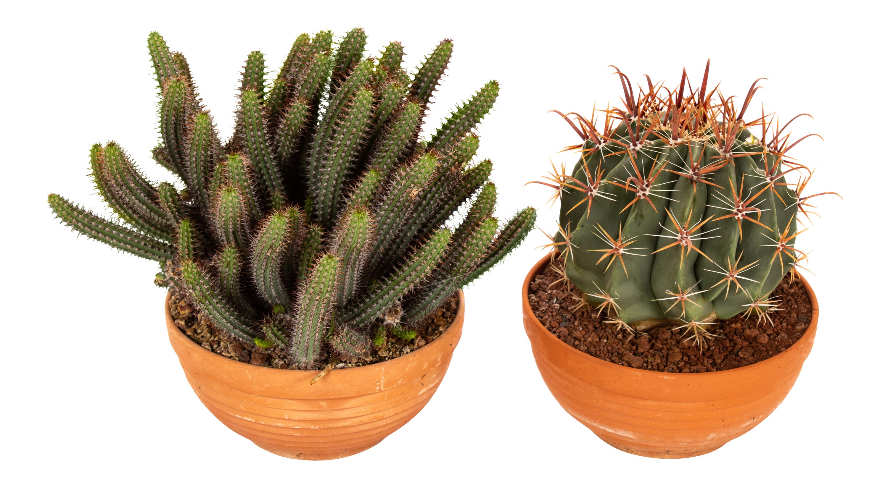 Kaktus mix 30 cm - Leroy Merlin