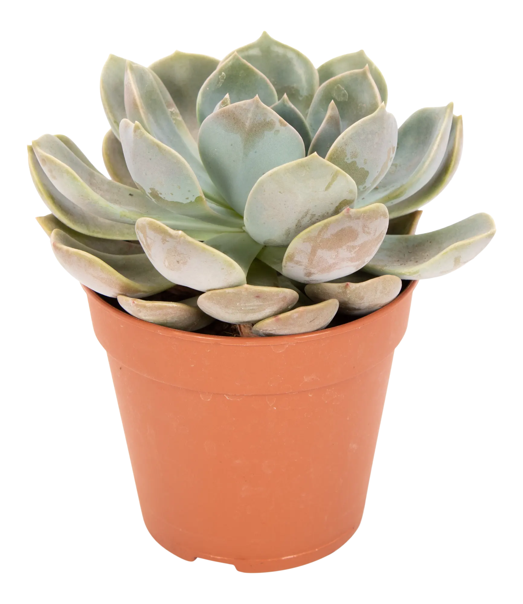 Eszeweria Garoto 15 cm