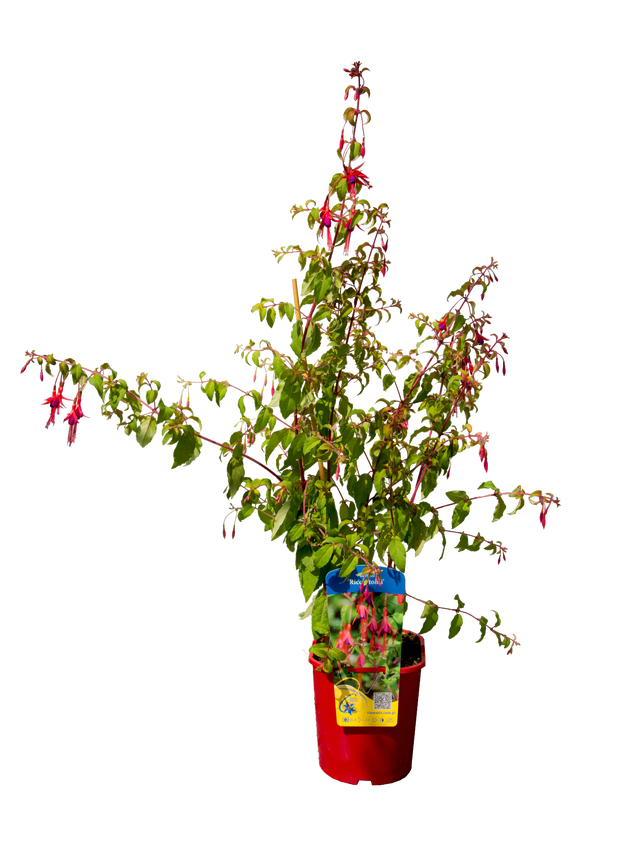 Fuksja Ułanka ogrodowa 60 cm mix