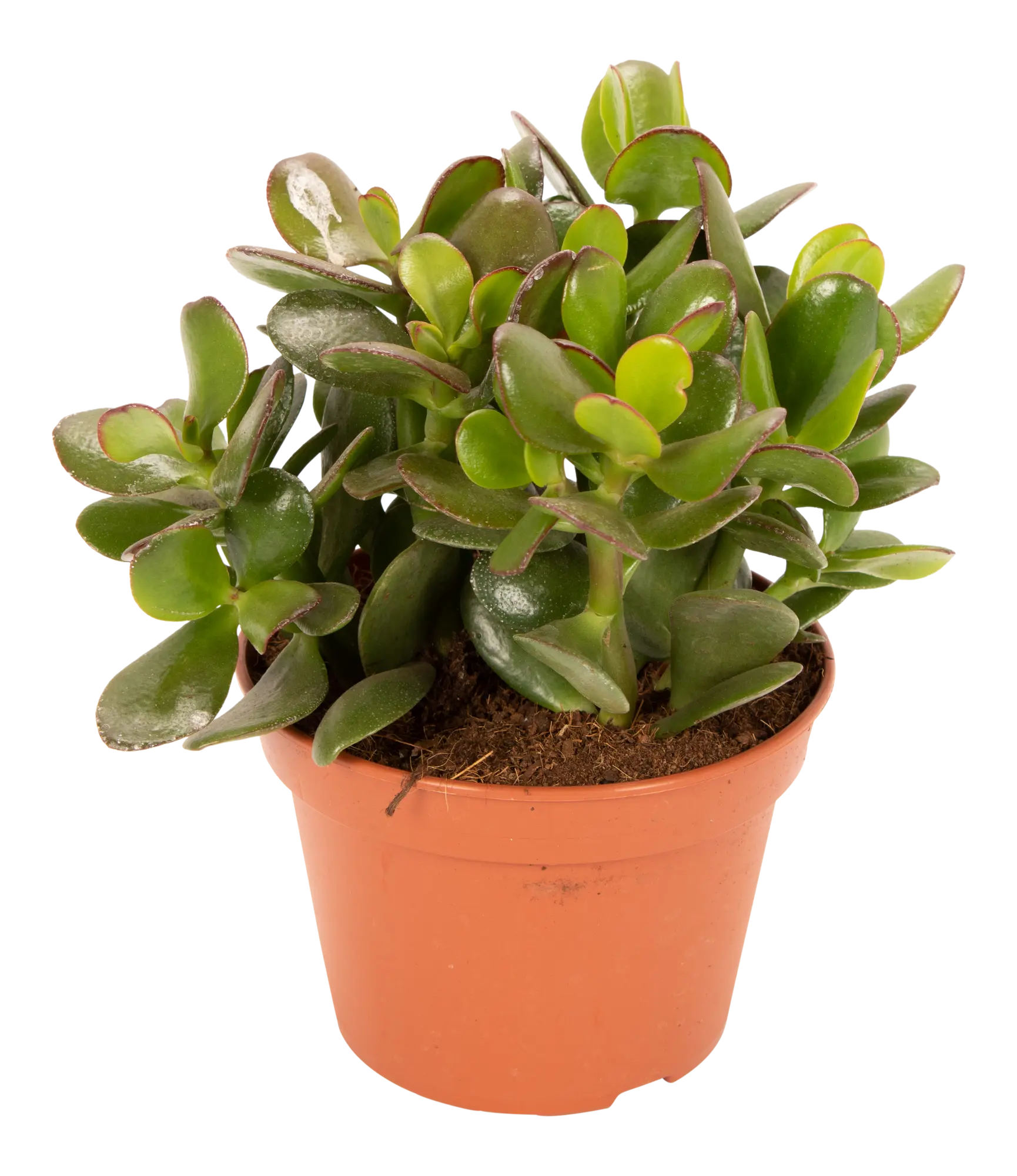 Grubosz jajowaty Drzewko szczęścia 20 cm
