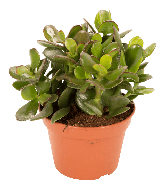 Grubosz jajowaty Drzewko szczęścia 20 cm