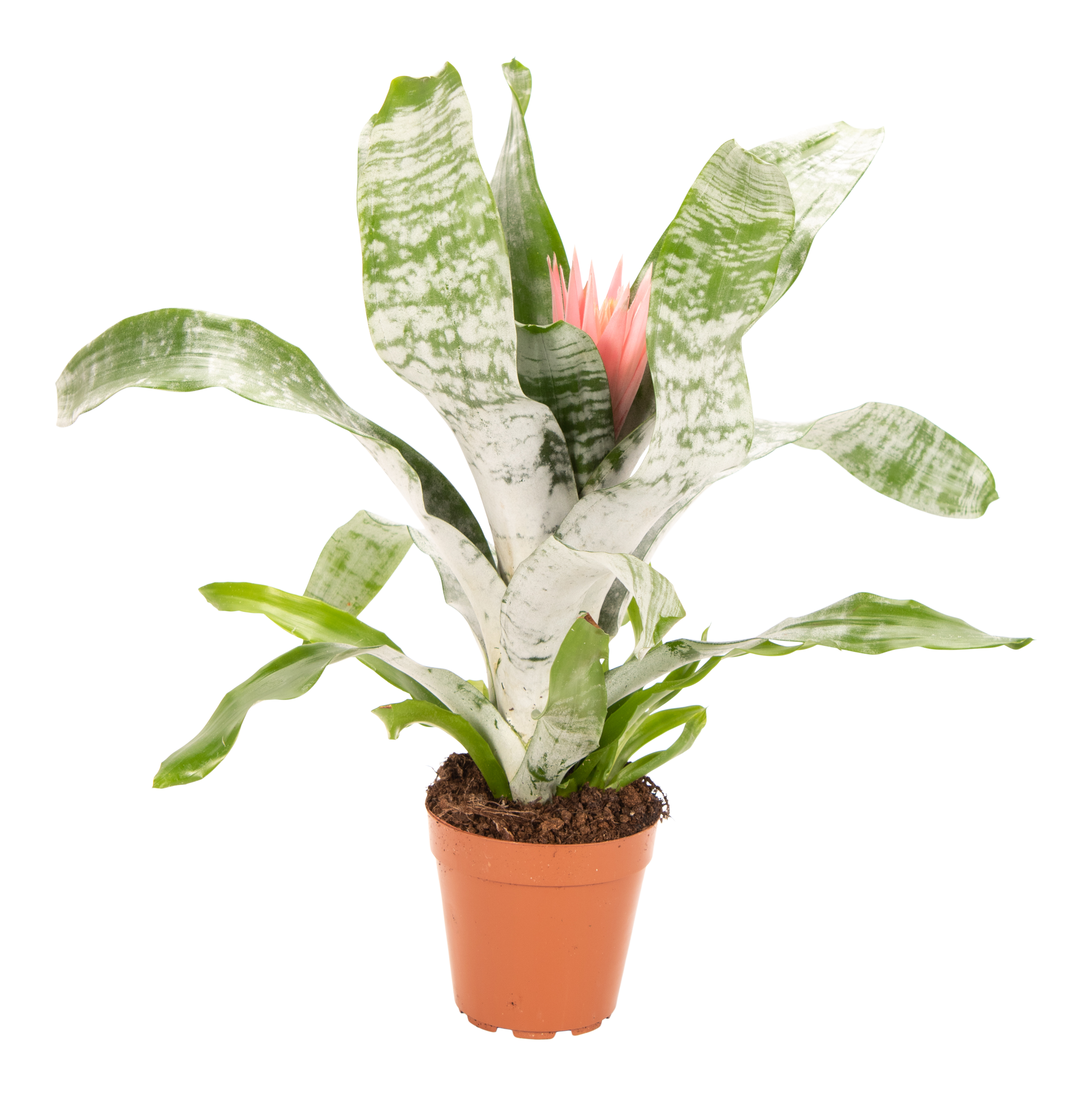 Echmea Aechmea Primera 65cm