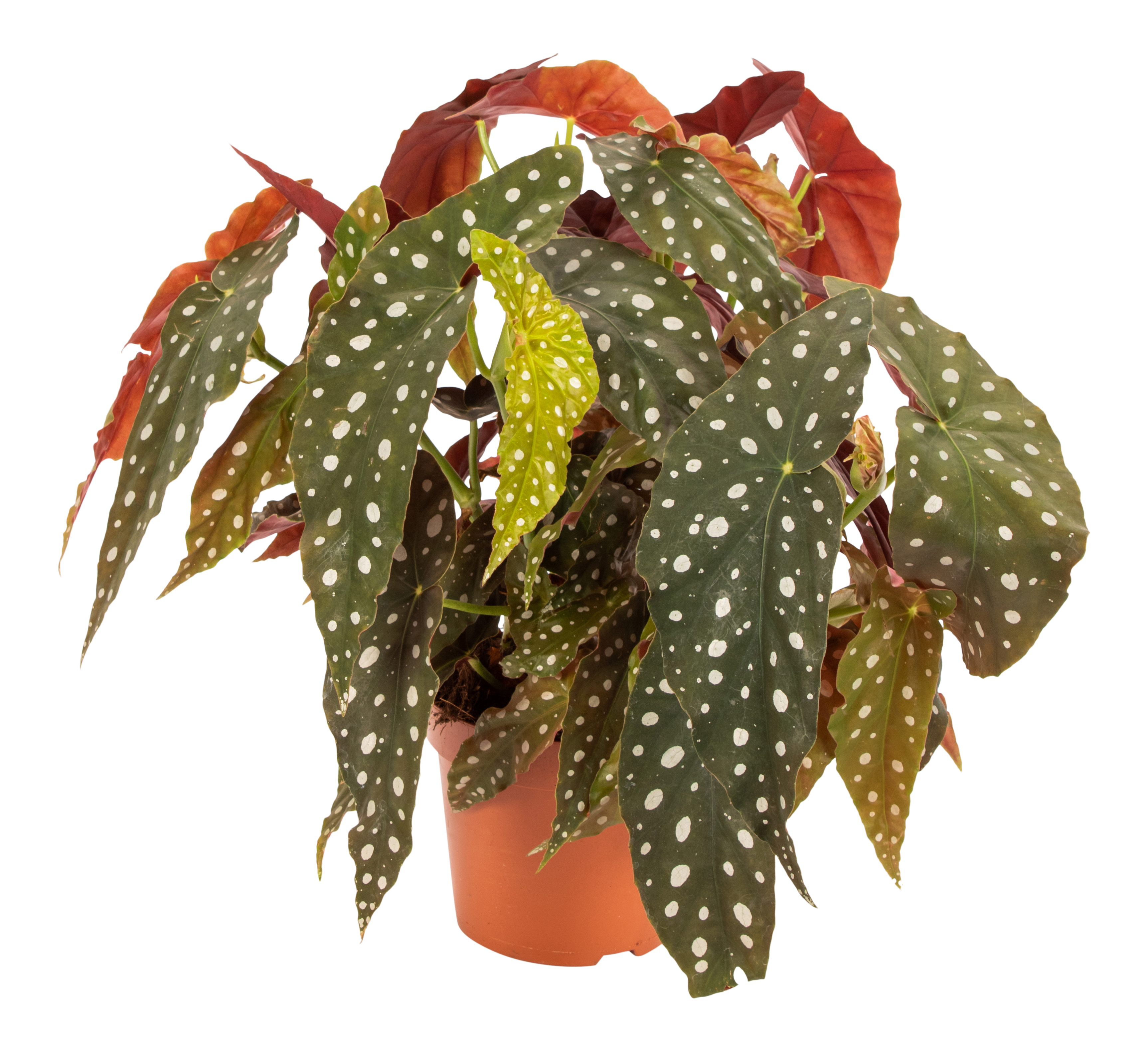Begonia plamiasta Maculata 45 cm