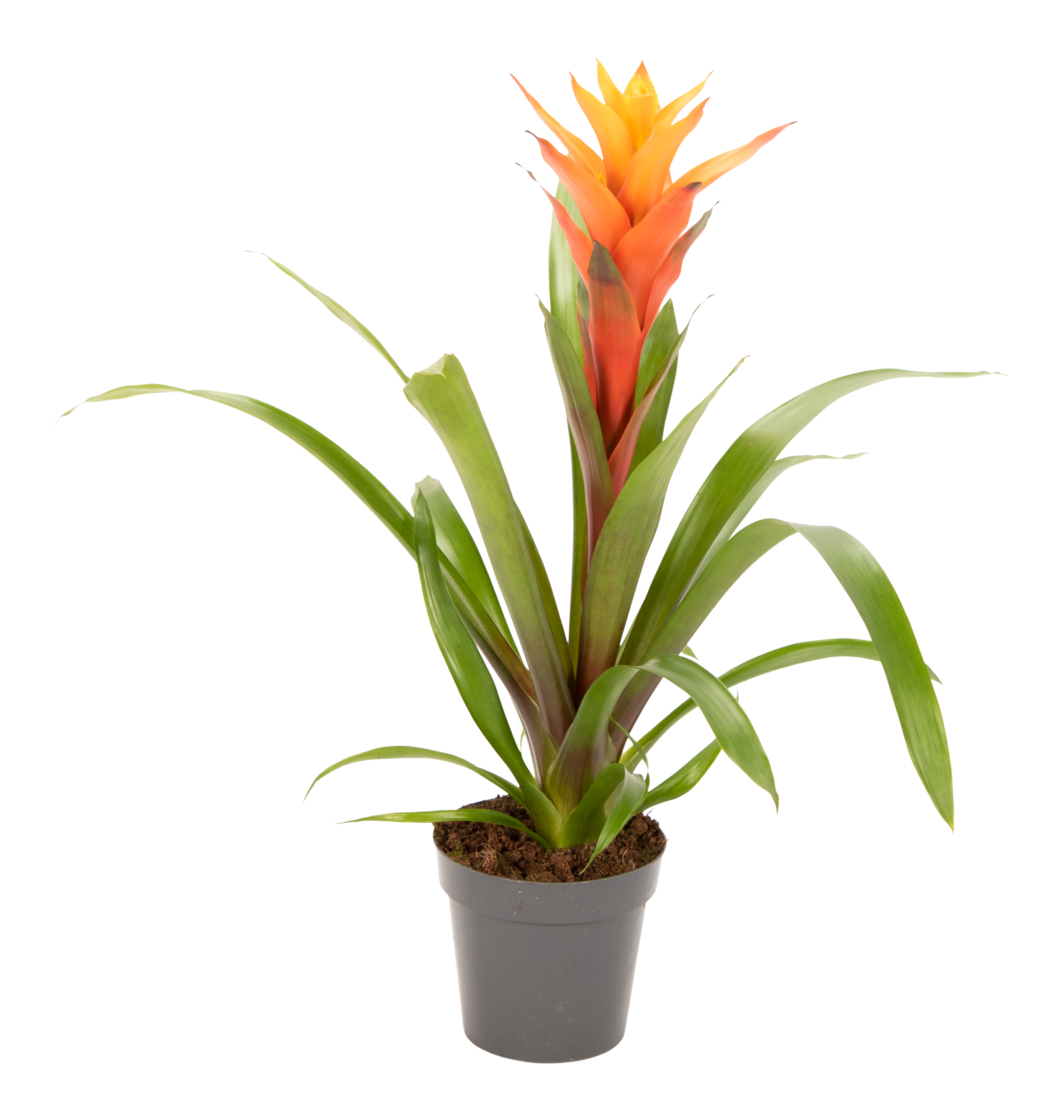 Guzmania Fiero Orange 50cm