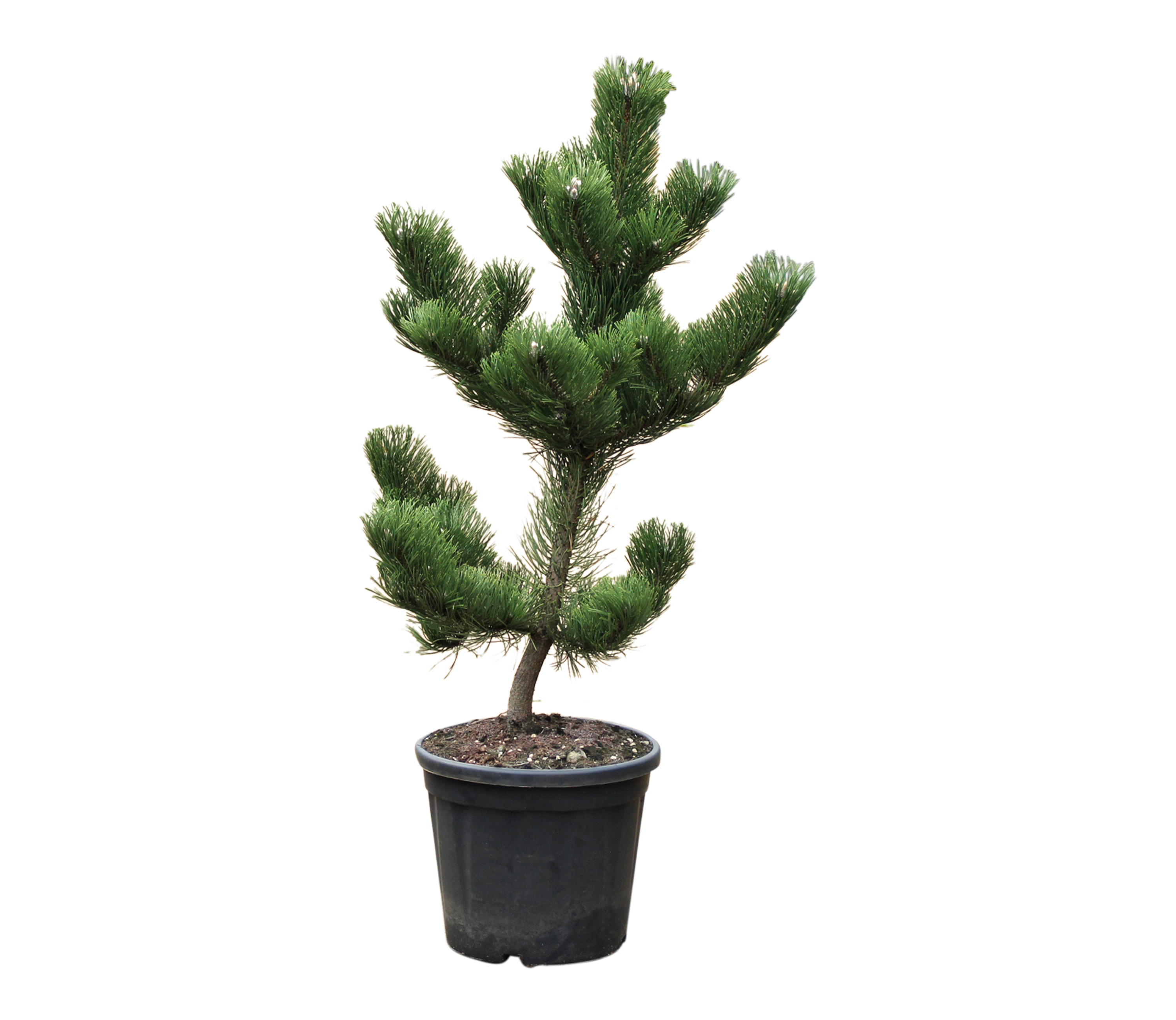 Sosna czarna Oregon Green 60-70 cm