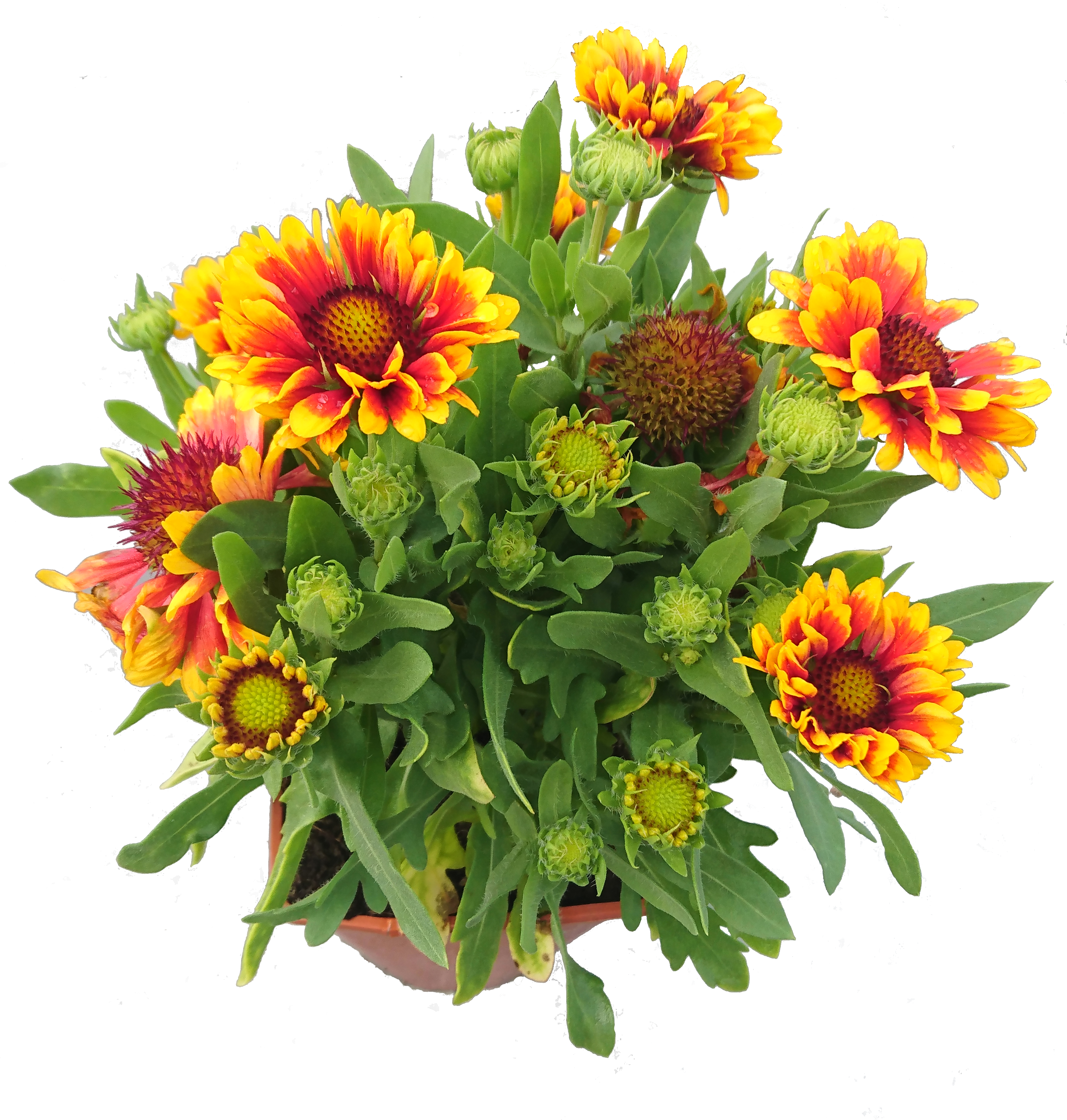 Byliny mix 15-30 cm