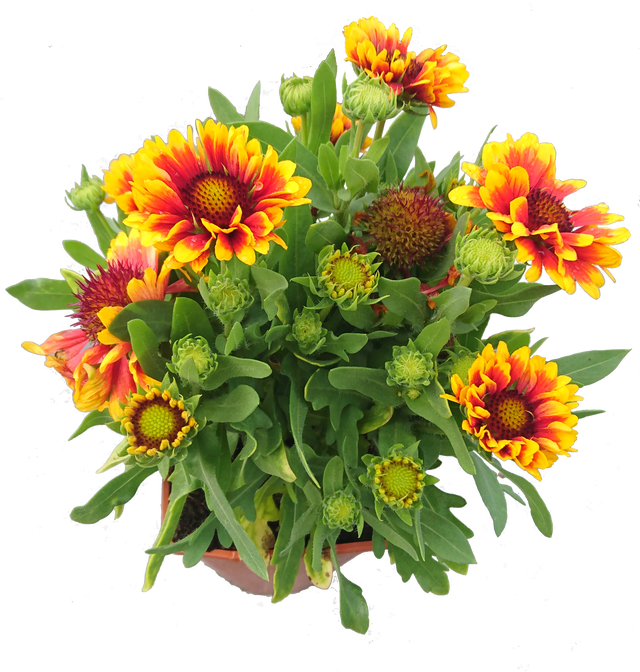 Byliny mix 15-30 cm